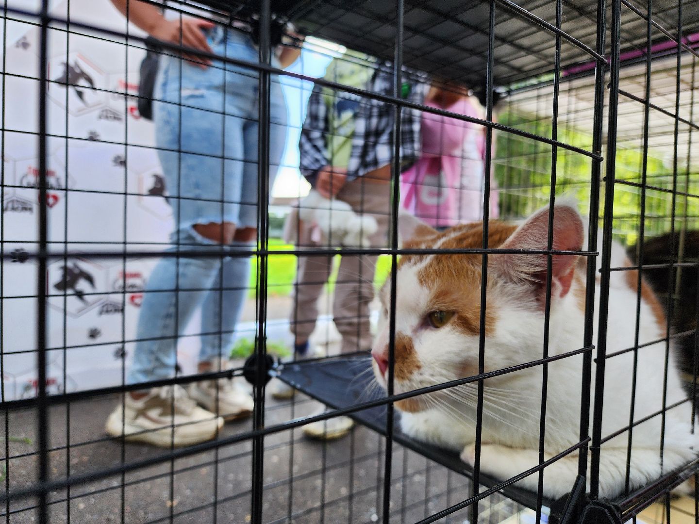 ногинск, жители, общество, рок в защиту животных, фестиваль рока, благотворительный фестиваль, кот, приют, кошачий приют, благотворительность,