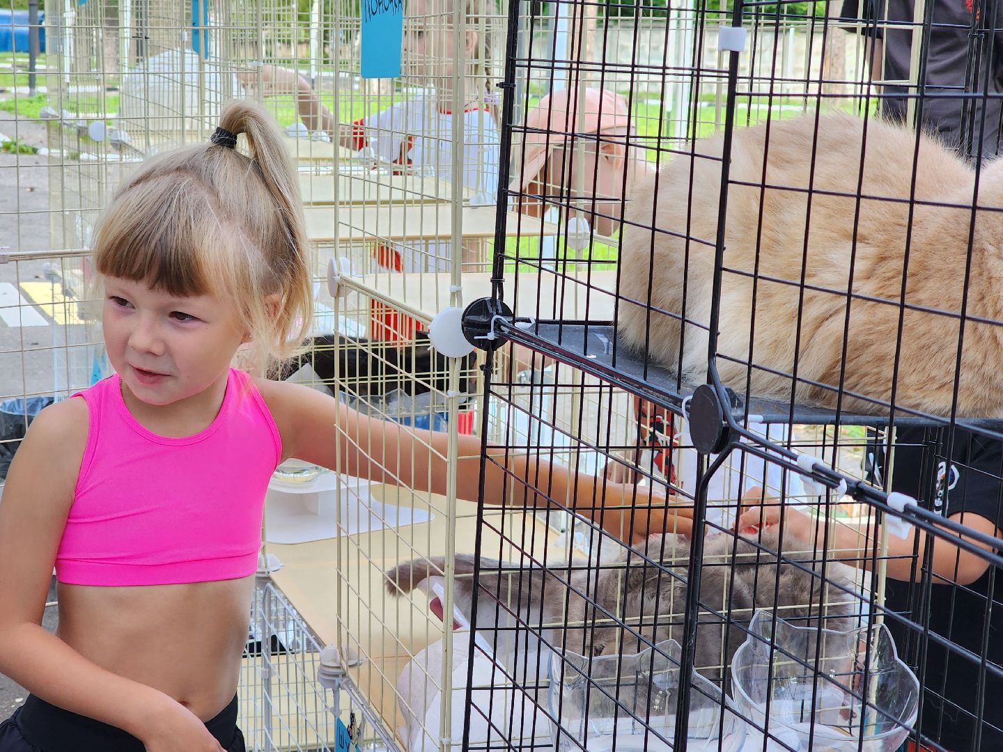 ногинск, жители, общество, рок в защиту животных, фестиваль рока, благотворительный фестиваль, кот, приют, кошачий приют, благотворительность,