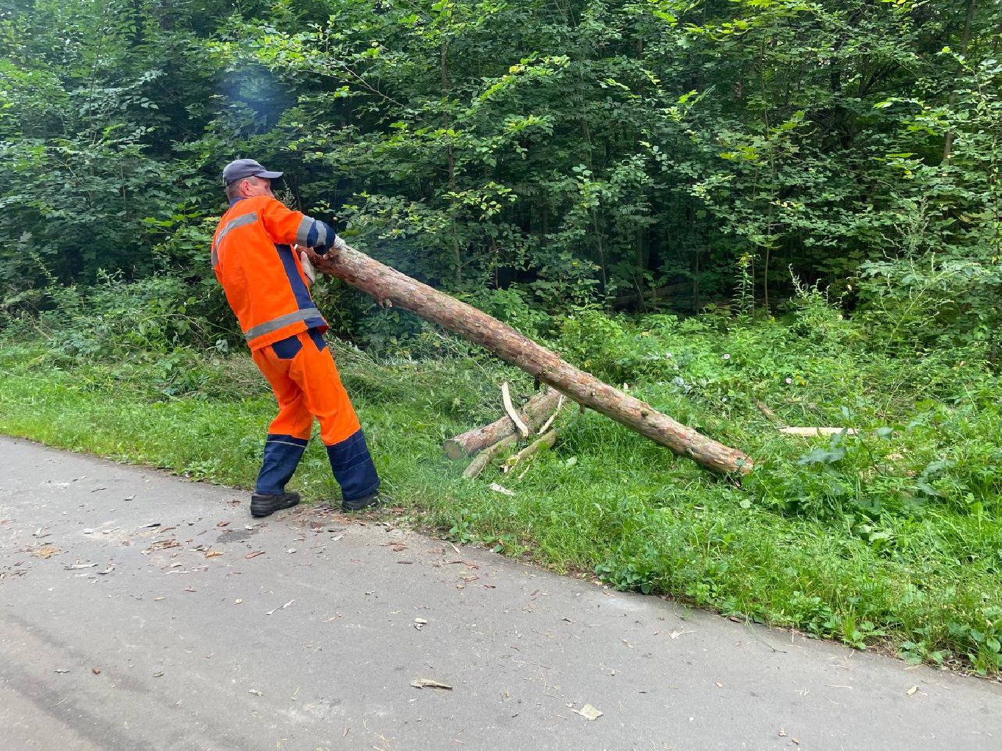 Черноголовка, жкх, обращение жителей, деревья,