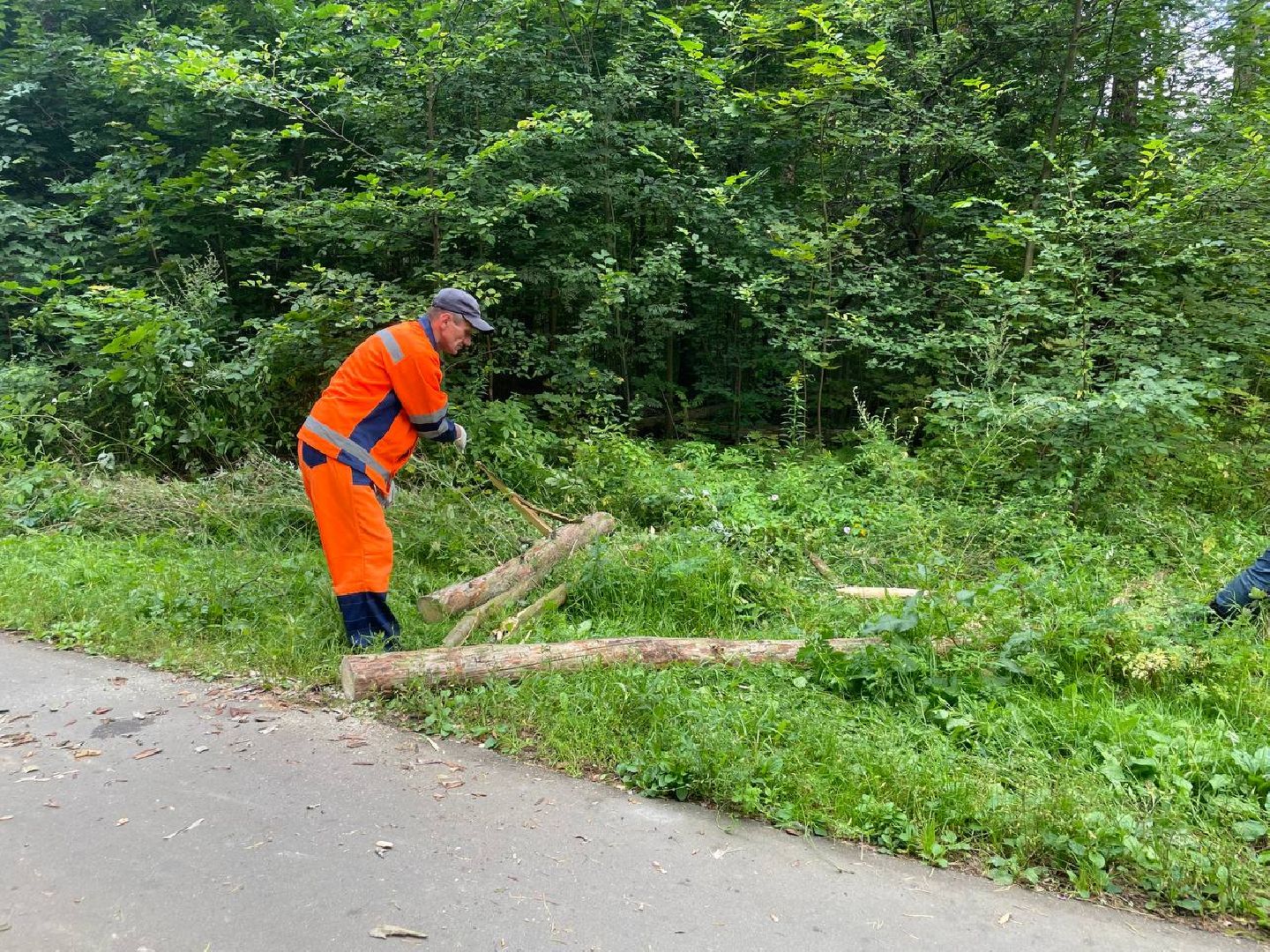 Черноголовка, жкх, обращение жителей, деревья,