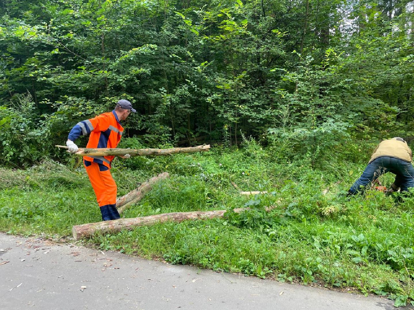 Черноголовка, жкх, обращение жителей, деревья,