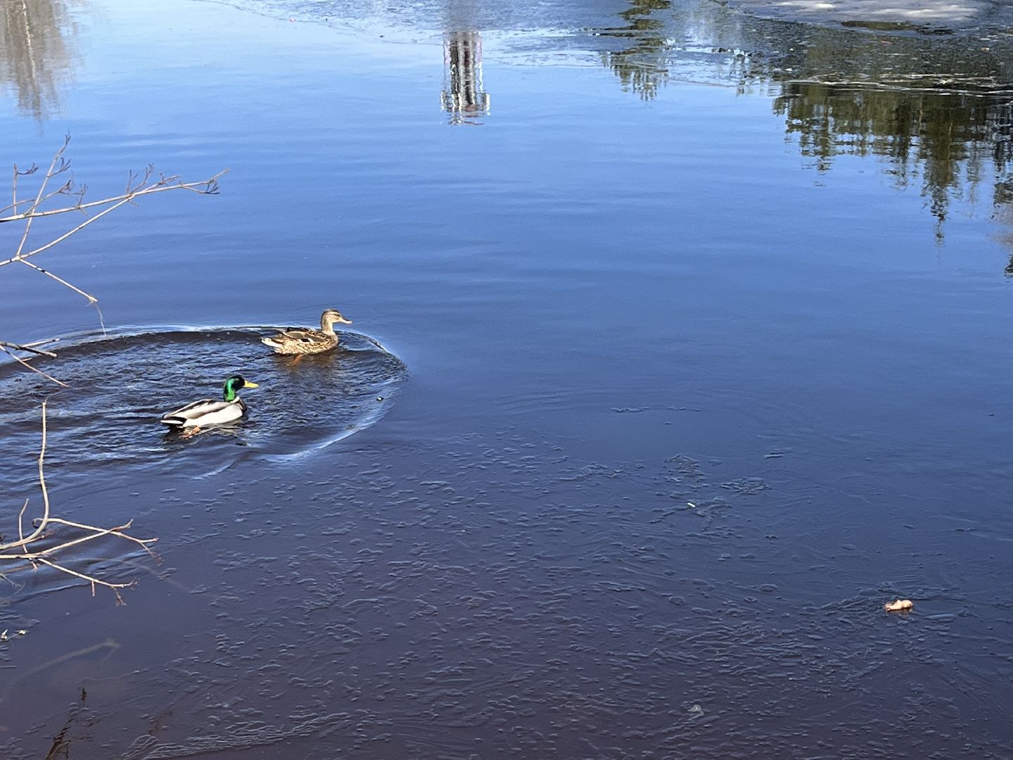 Шаховская, утки, весна