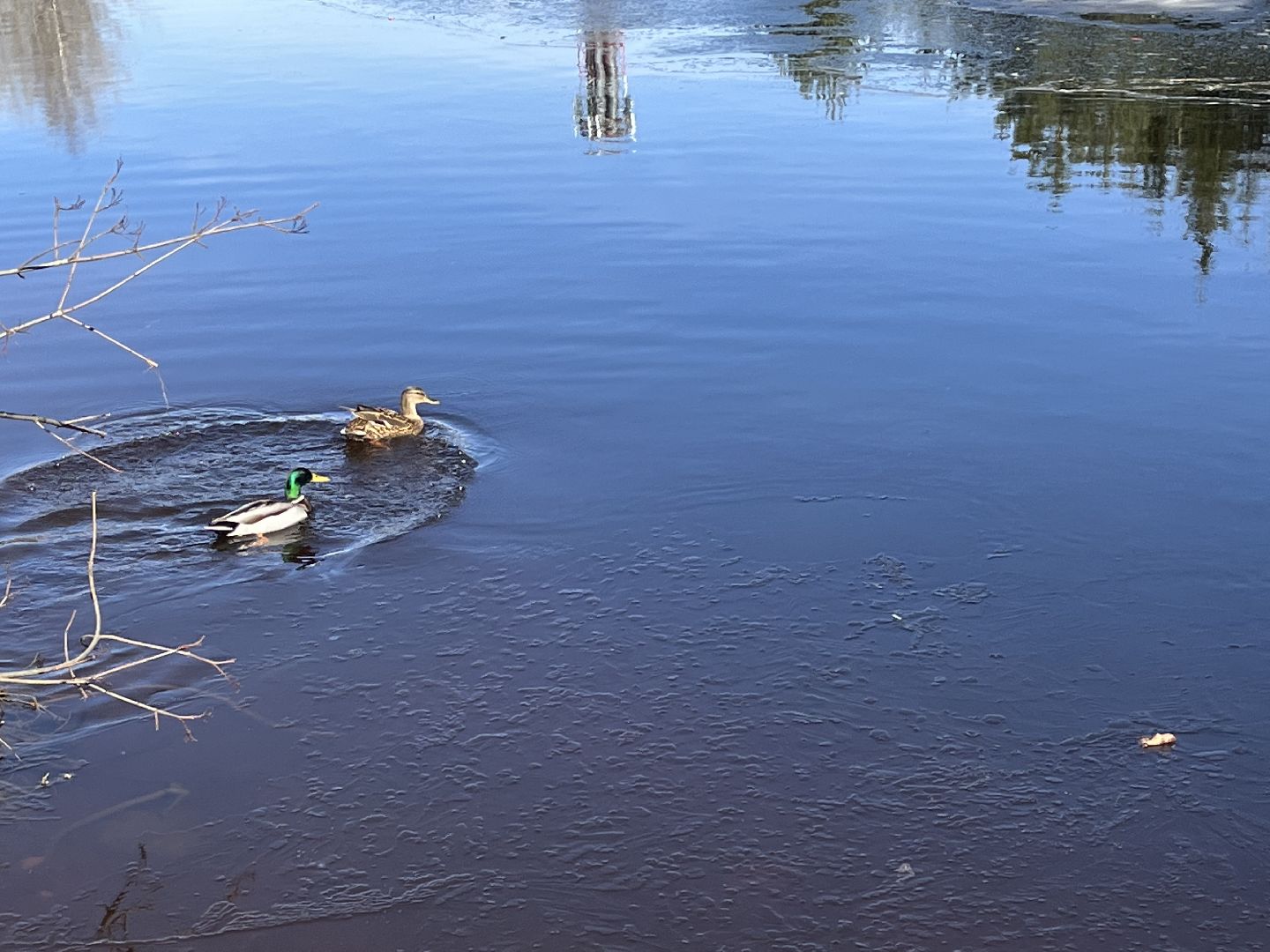 Шаховская, утки, весна