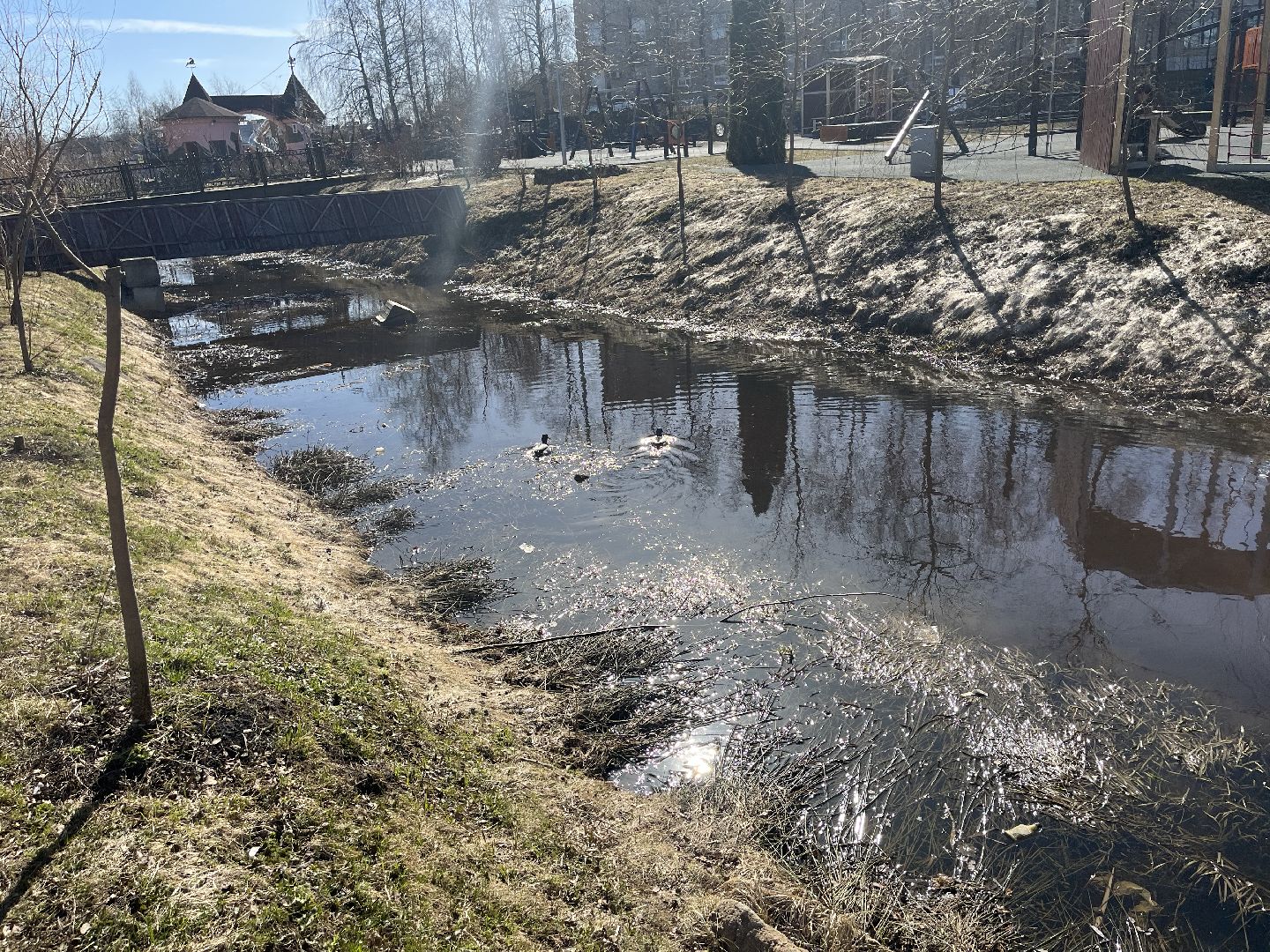 Шаховская, утки, весна