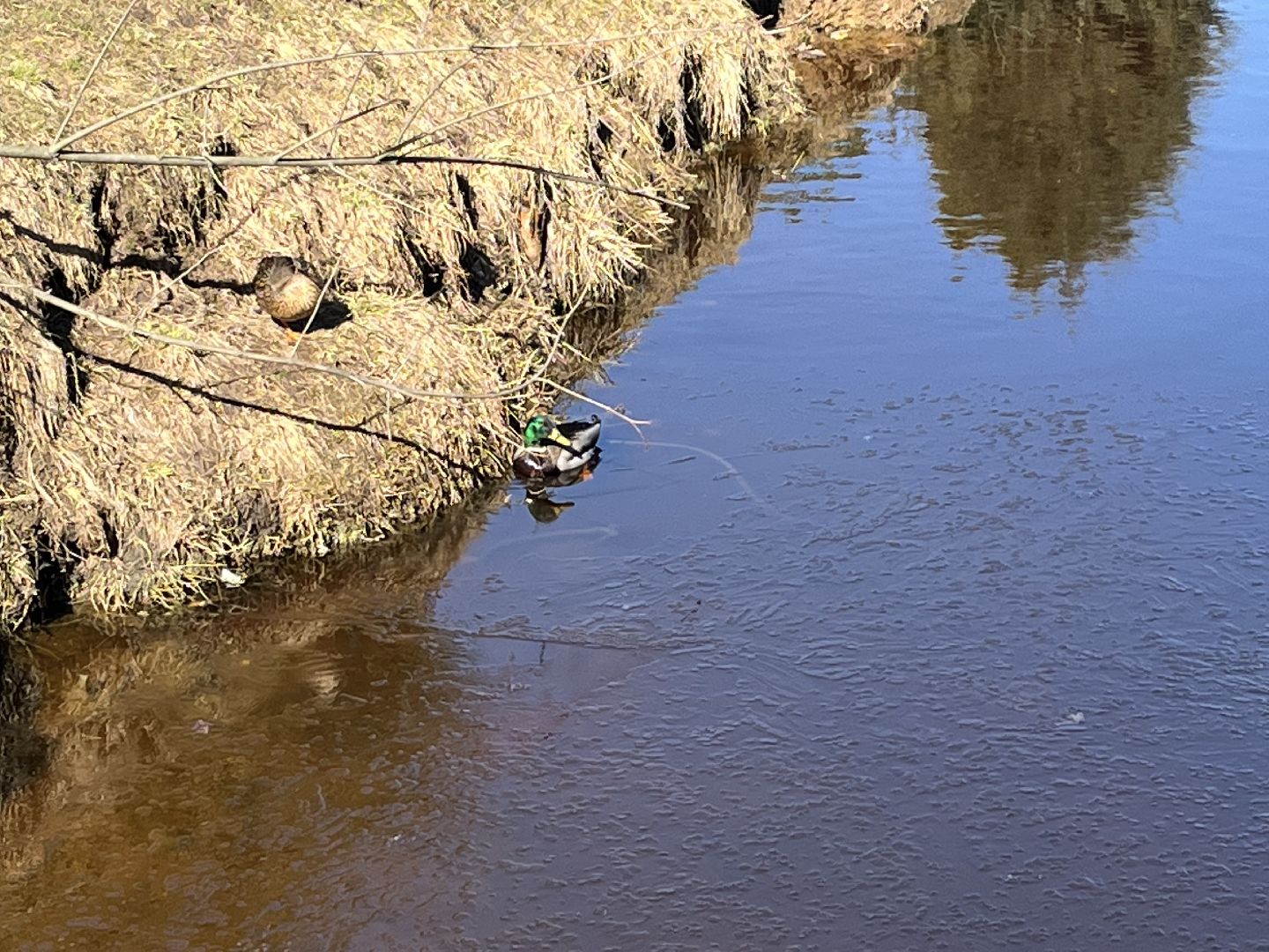 Шаховская, утки, весна
