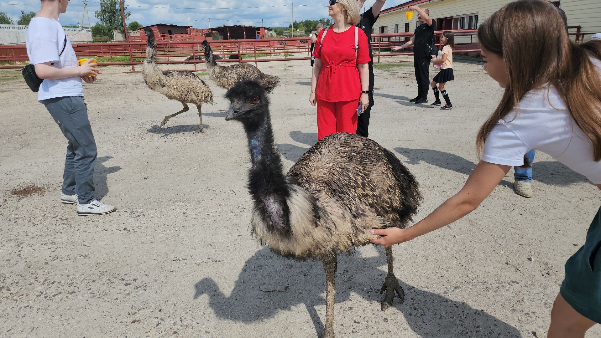 серпухов, подмосковье, австралийские эму, экоферма, русский страус,