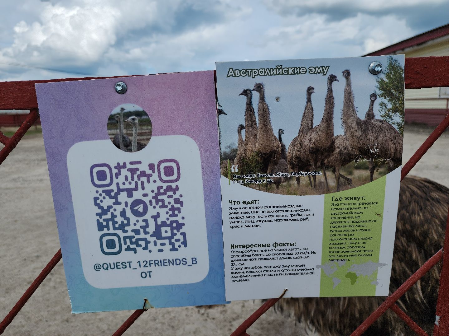 серпухов, подмосковье, австралийские эму, экоферма, русский страус,