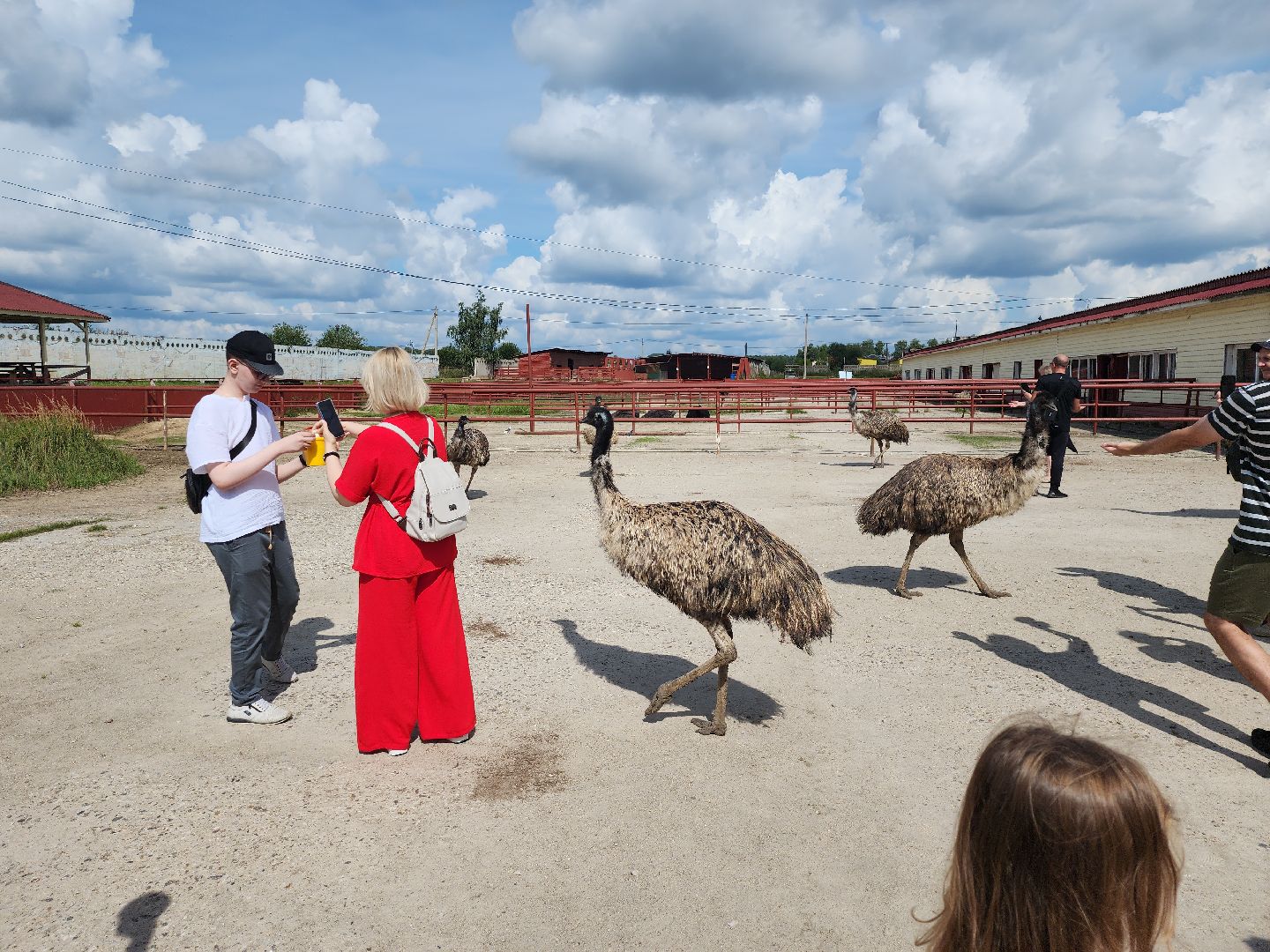 серпухов, подмосковье, австралийские эму, экоферма, русский страус,