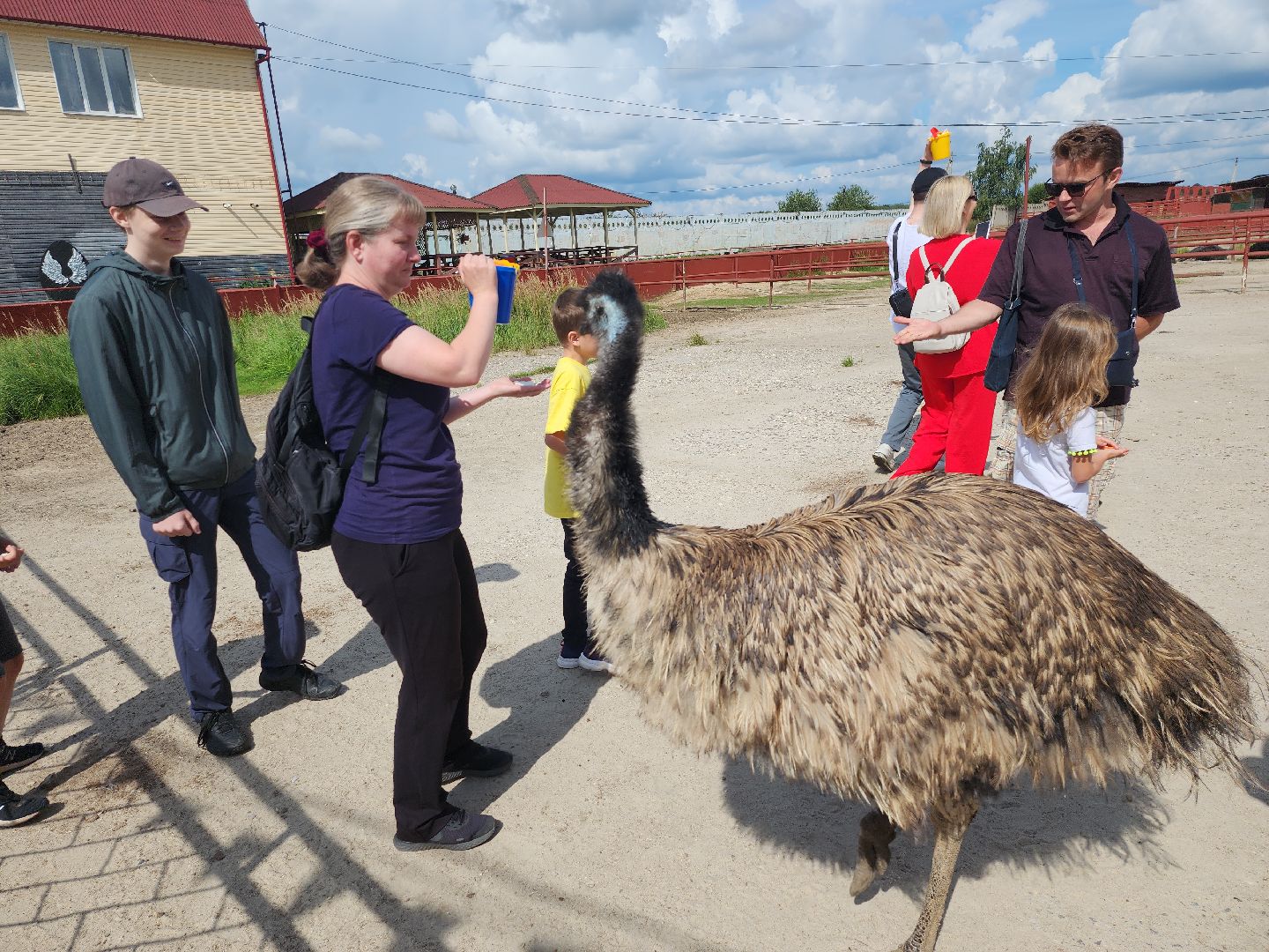серпухов, подмосковье, австралийские эму, экоферма, русский страус,