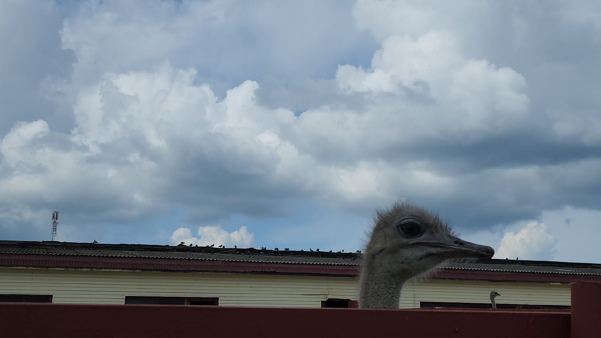 серпухов, подмосковье, страус, экоферма,