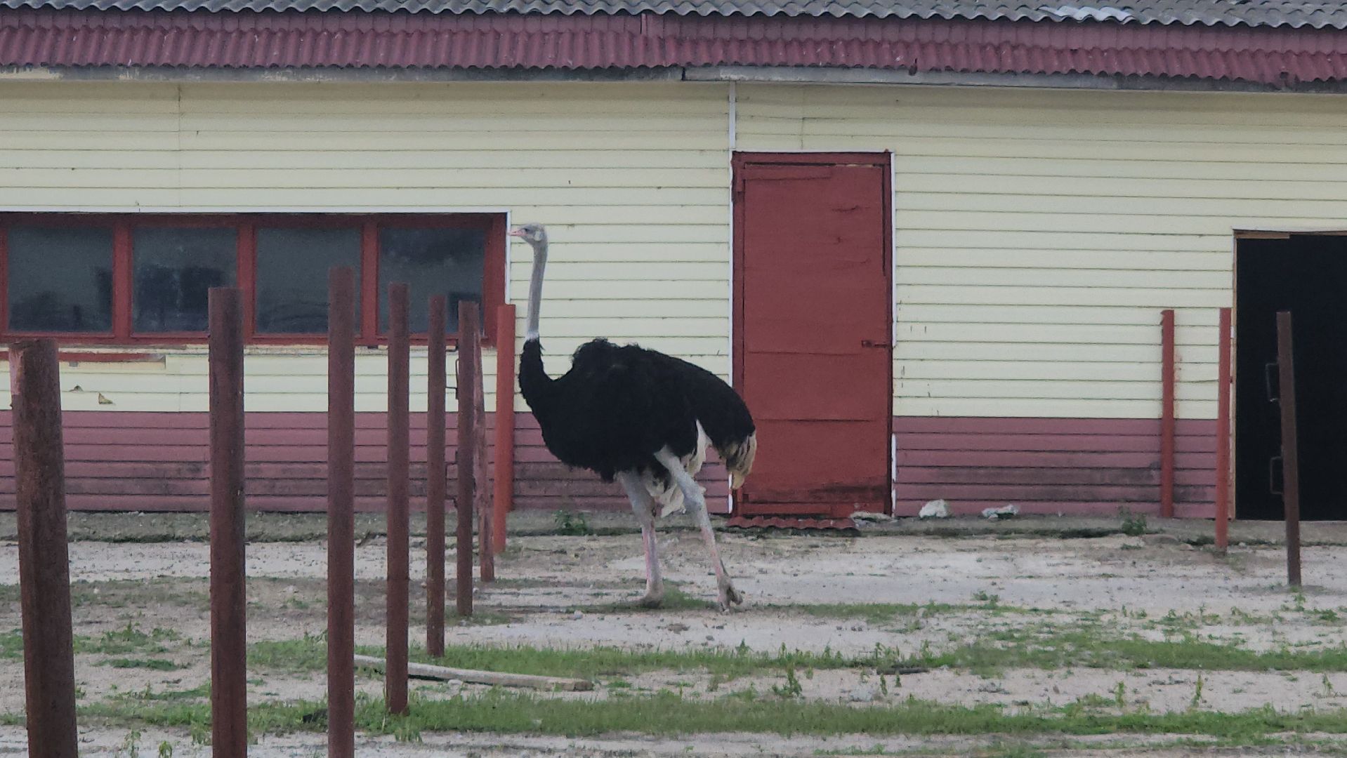 серпухов, подмосковье, страус, экоферма,