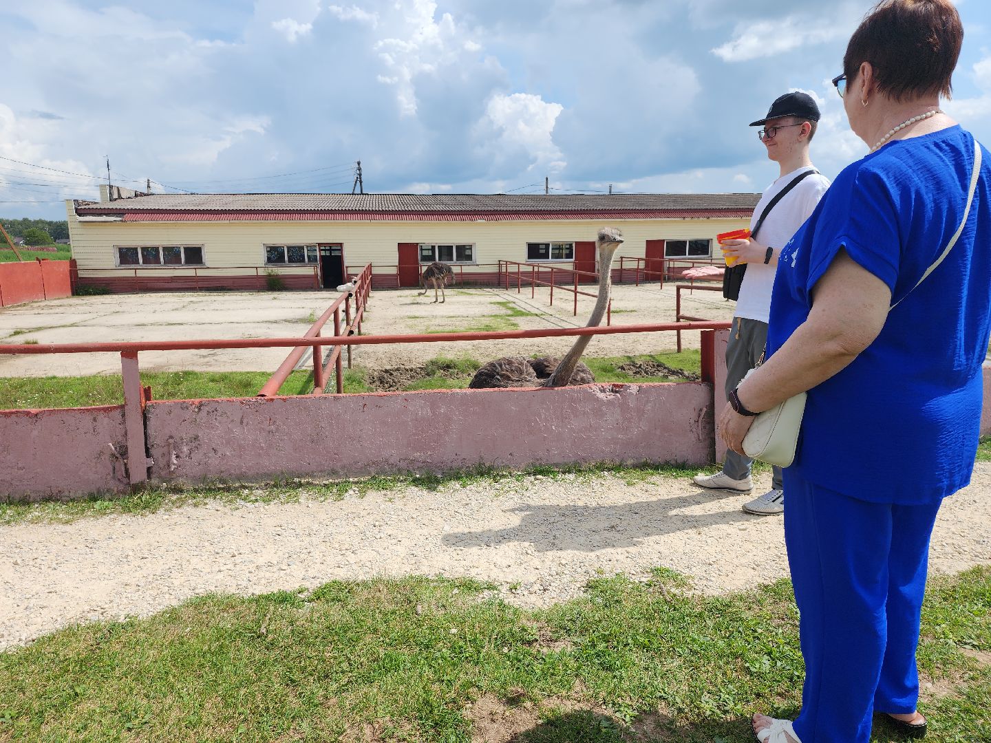 серпухов, подмосковье, страус, экоферма,