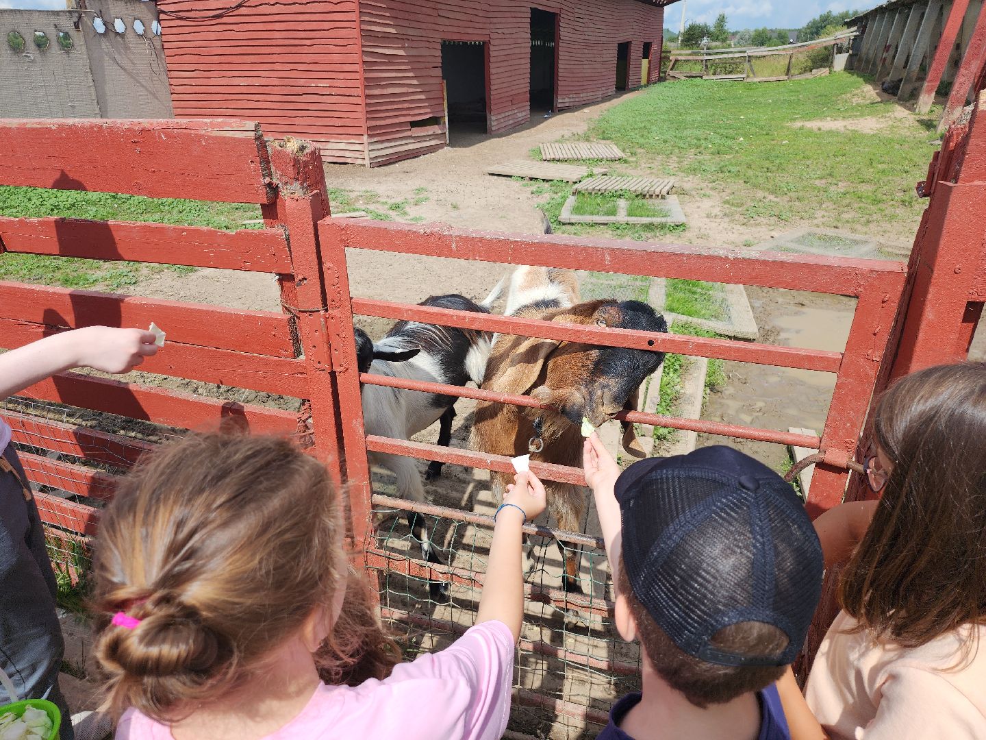 серпухов, подмосковье, русский страус, экоферма,