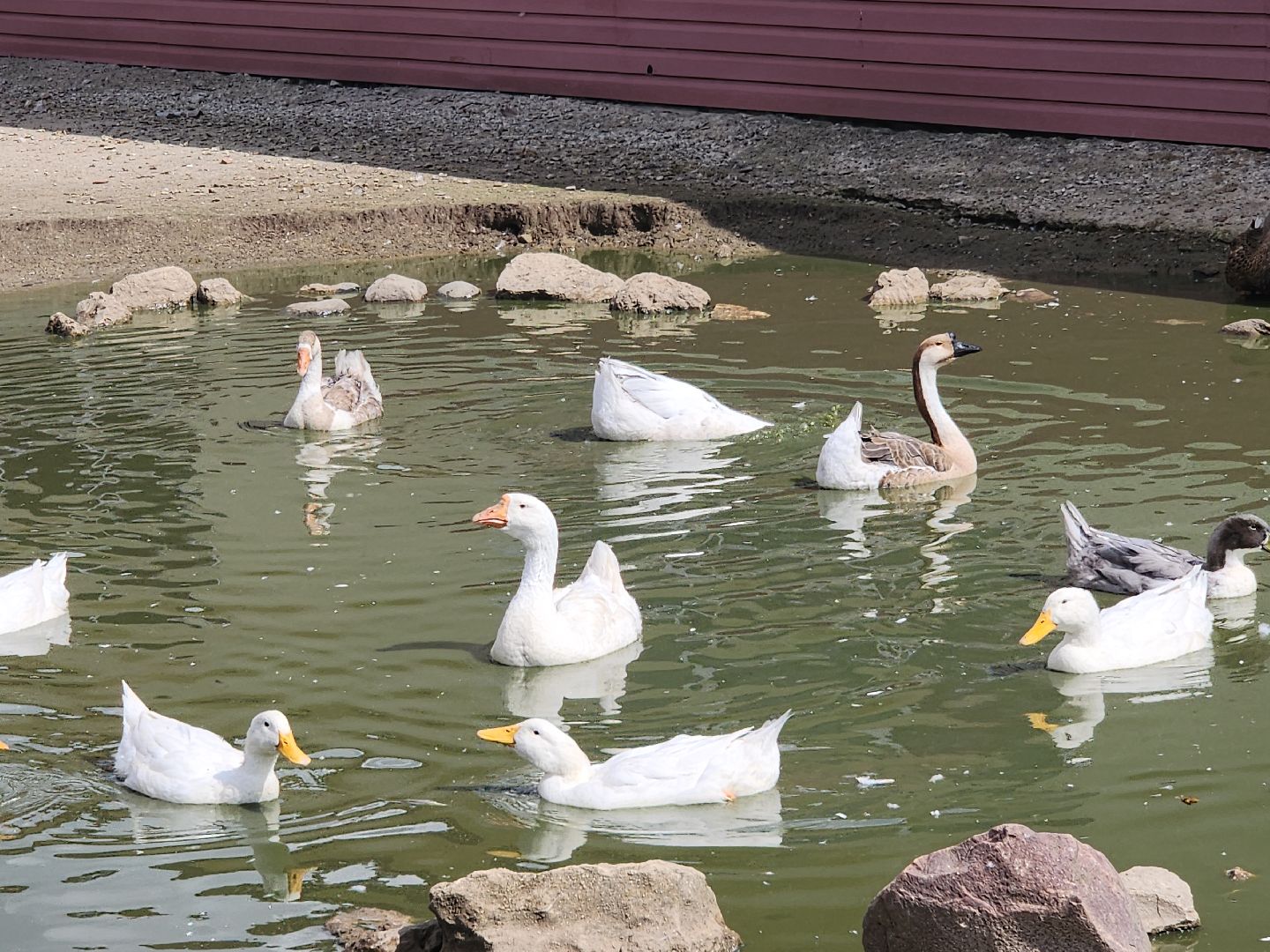серпухов, подмосковье, русский страус, экоферма,