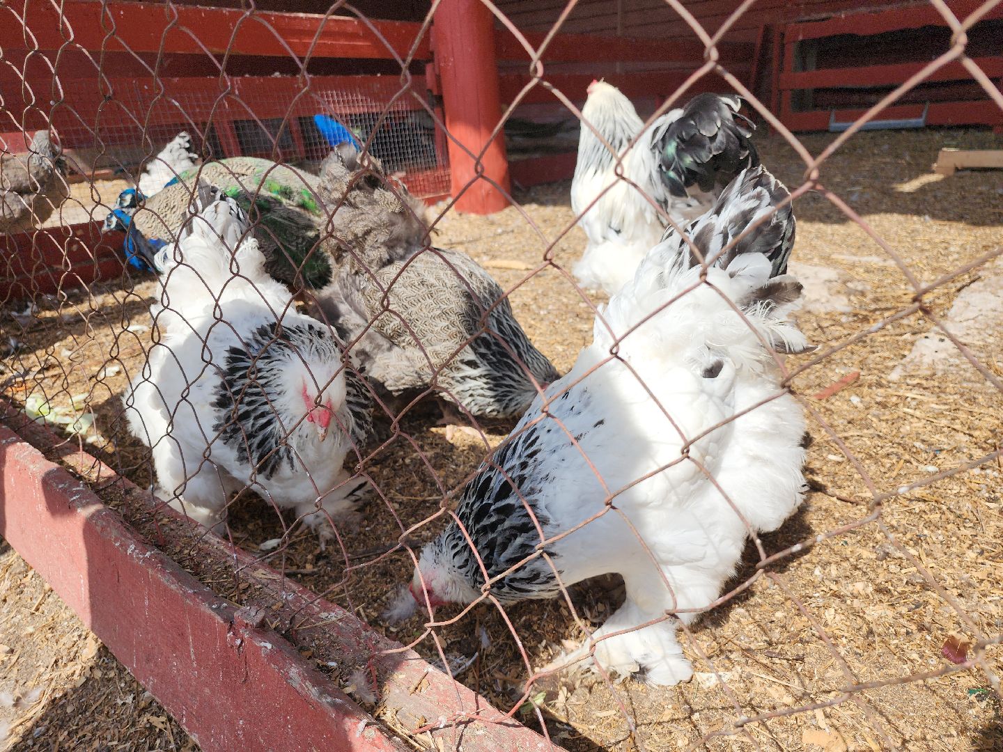 серпухов, подмосковье, русский страус, экоферма,