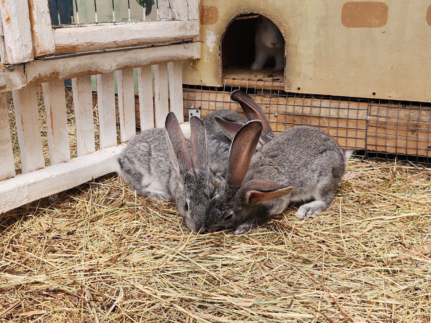 серпухов, подмосковье, русский страус,