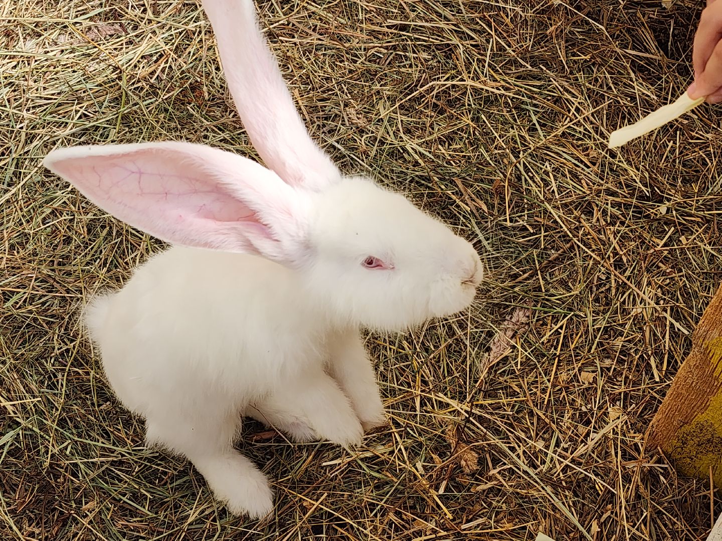 серпухов, подмосковье, русский страус,