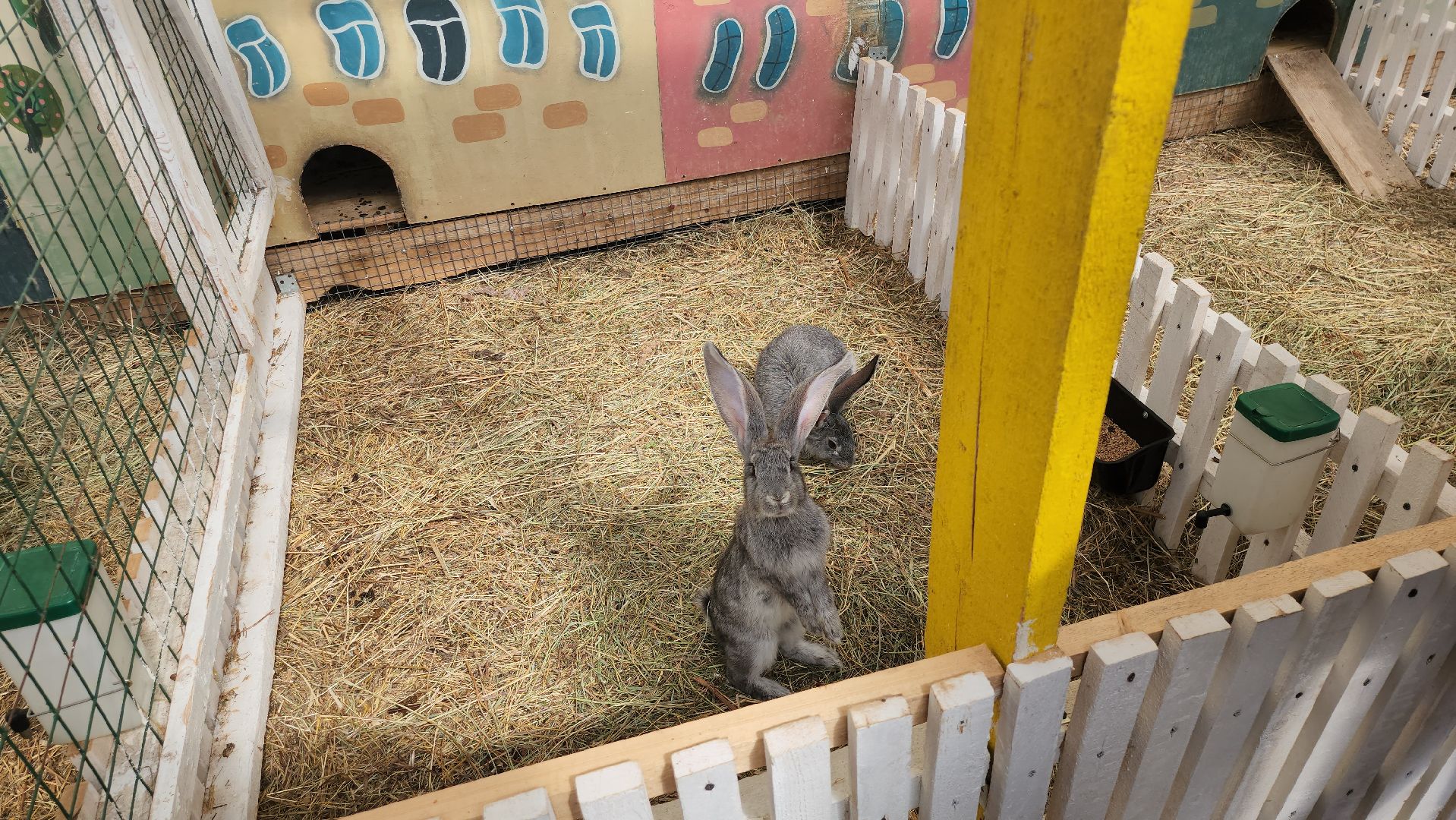 серпухов, подмосковье, русский страус,