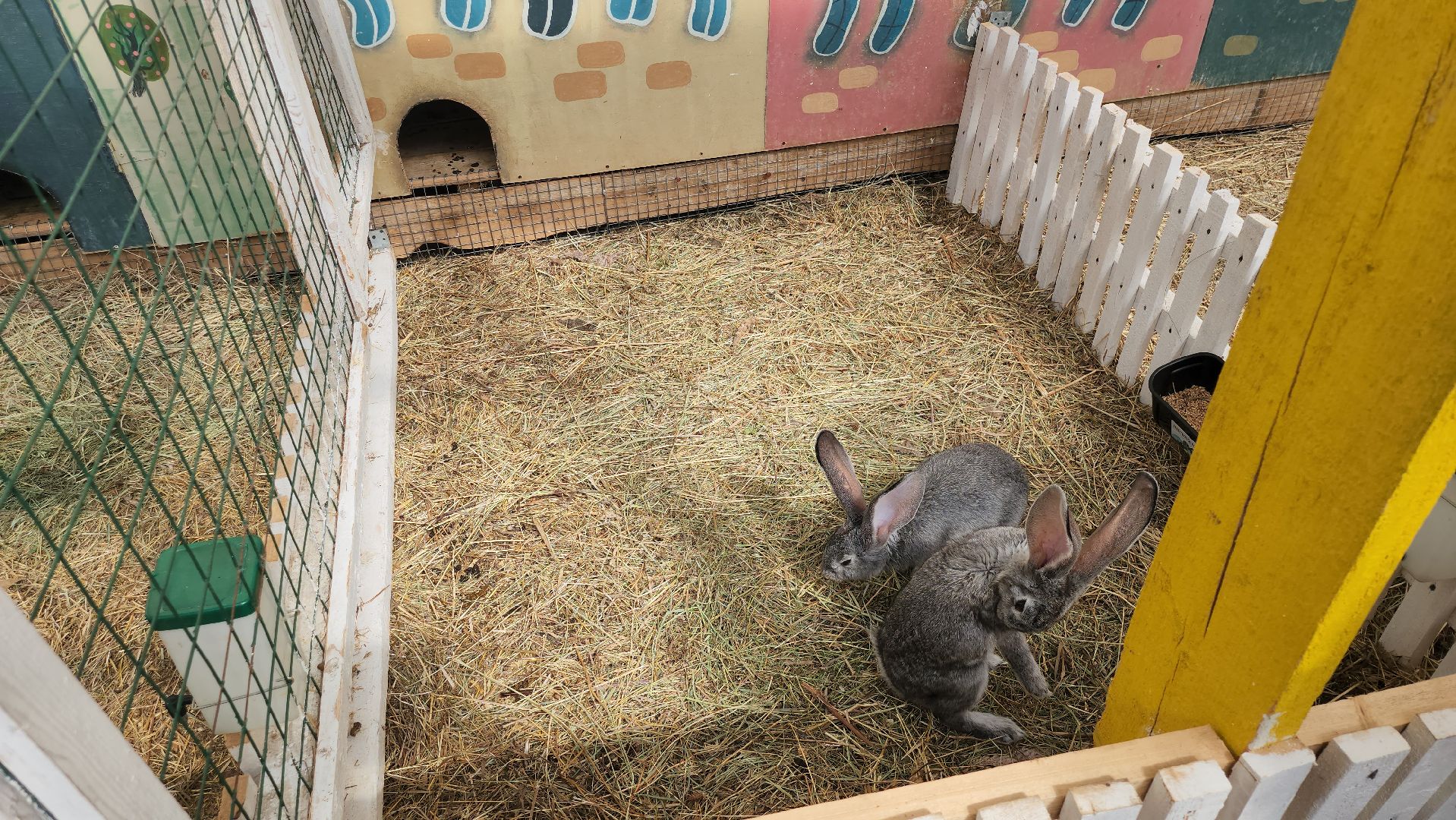 серпухов, подмосковье, русский страус,