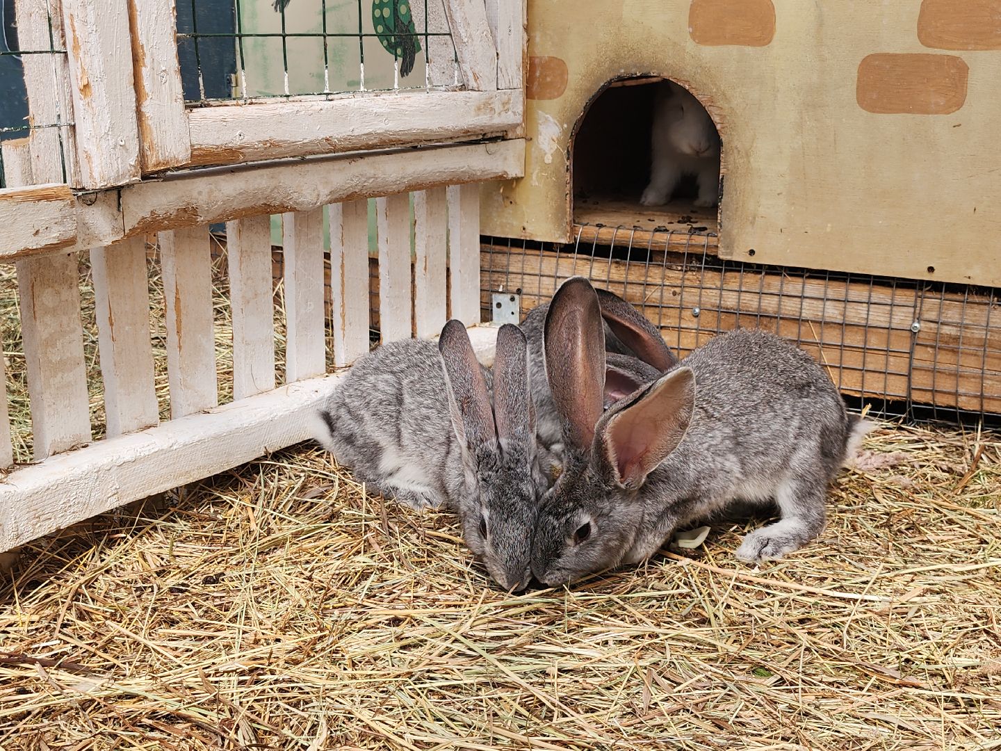 серпухов, подмосковье, русский страус,