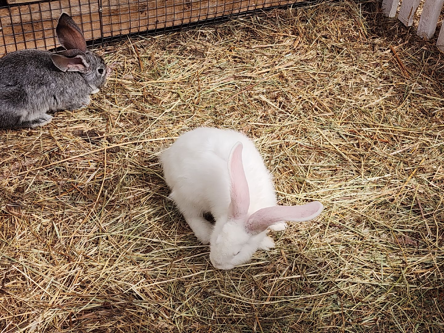 серпухов, подмосковье, русский страус,