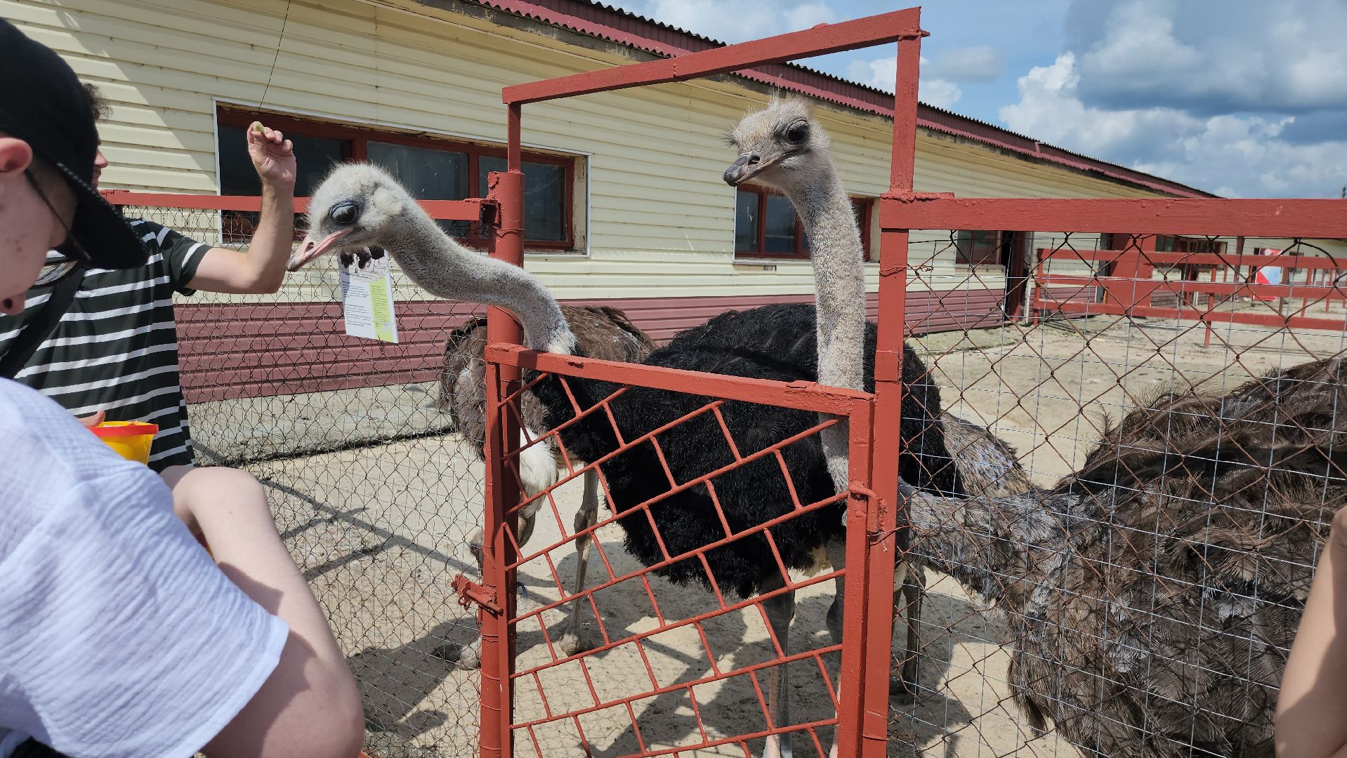 серпухов, подмосковье, русский страус,