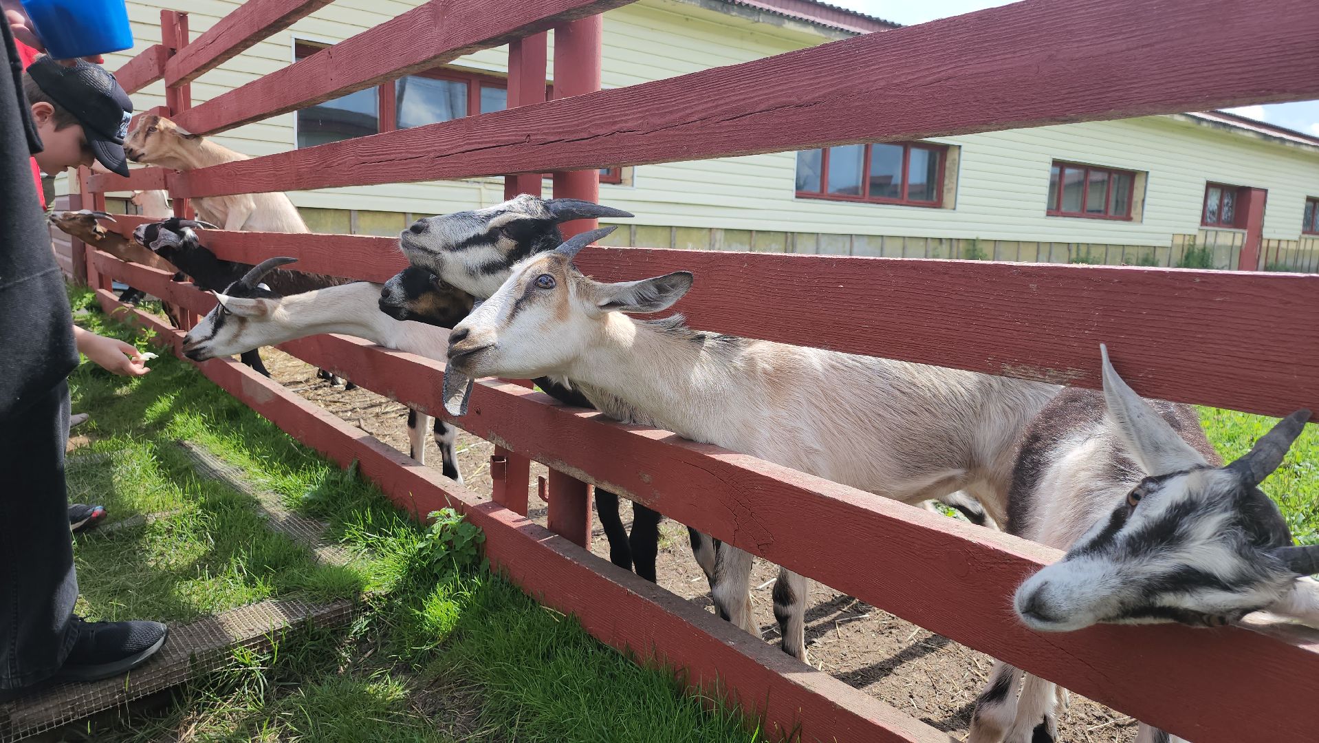 серпухов, подмосковье, козы, ферма, туризм, сельское хозяйство,