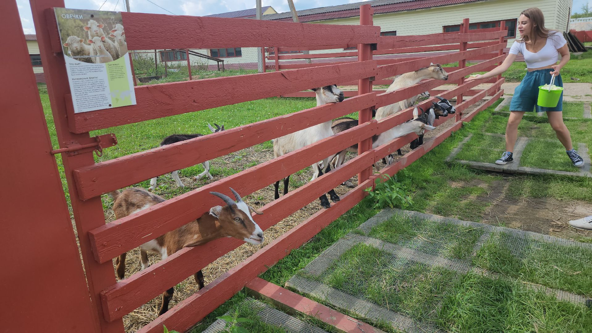 серпухов, подмосковье, козы, ферма, туризм, сельское хозяйство,