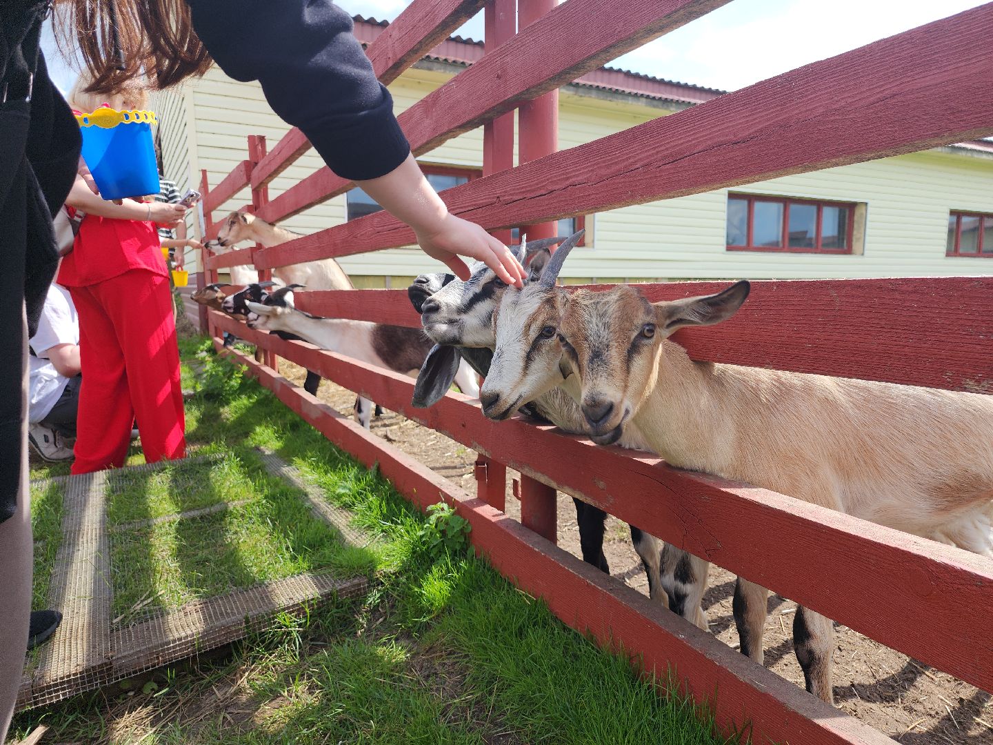 серпухов, подмосковье, козы, ферма, туризм, сельское хозяйство,