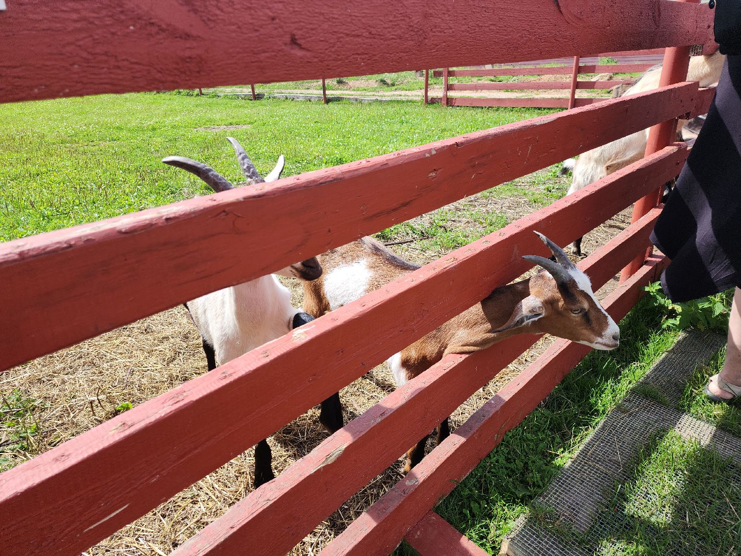 серпухов, подмосковье, козы, ферма, туризм, сельское хозяйство,