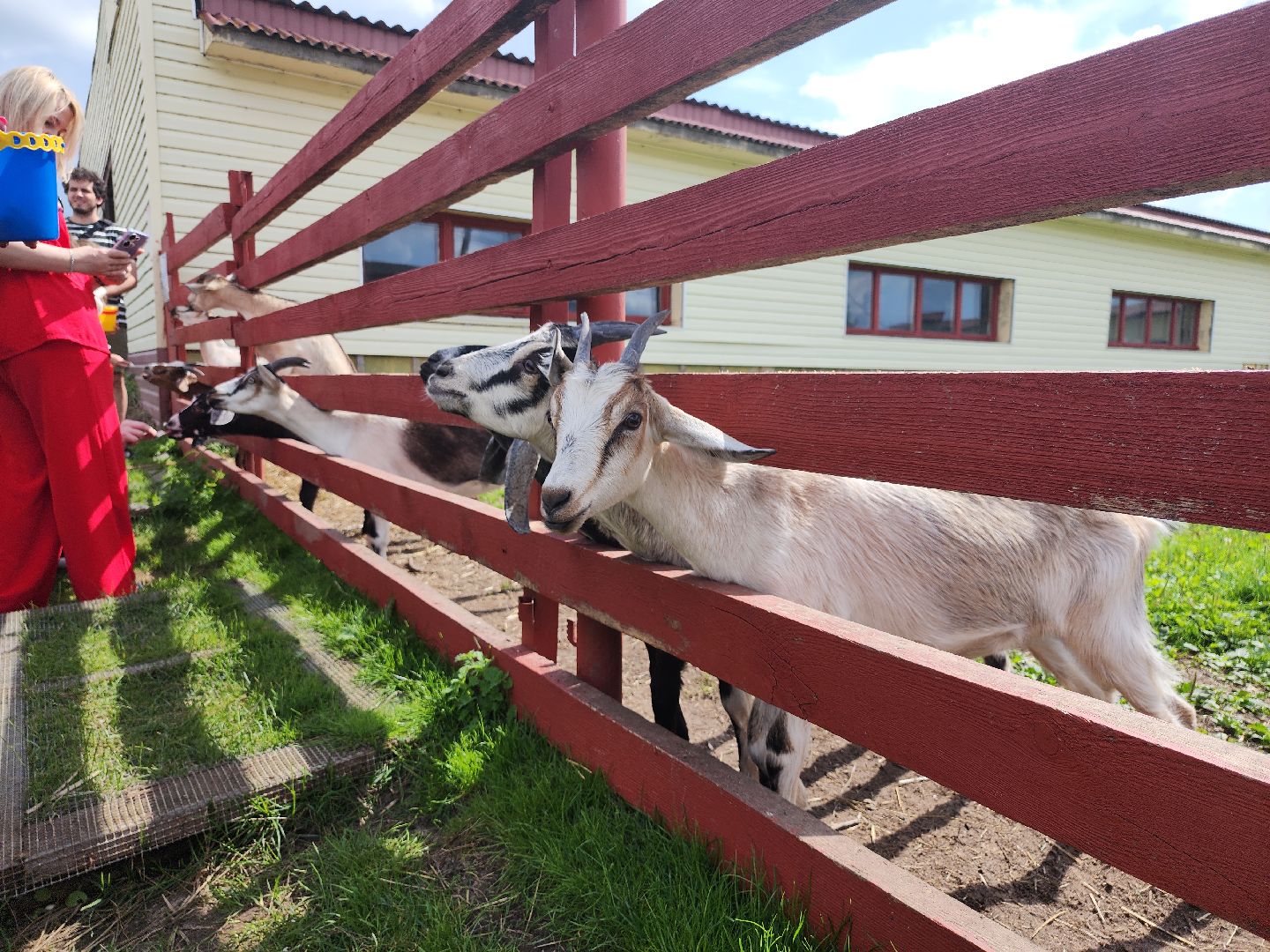 серпухов, подмосковье, козы, ферма, туризм, сельское хозяйство,