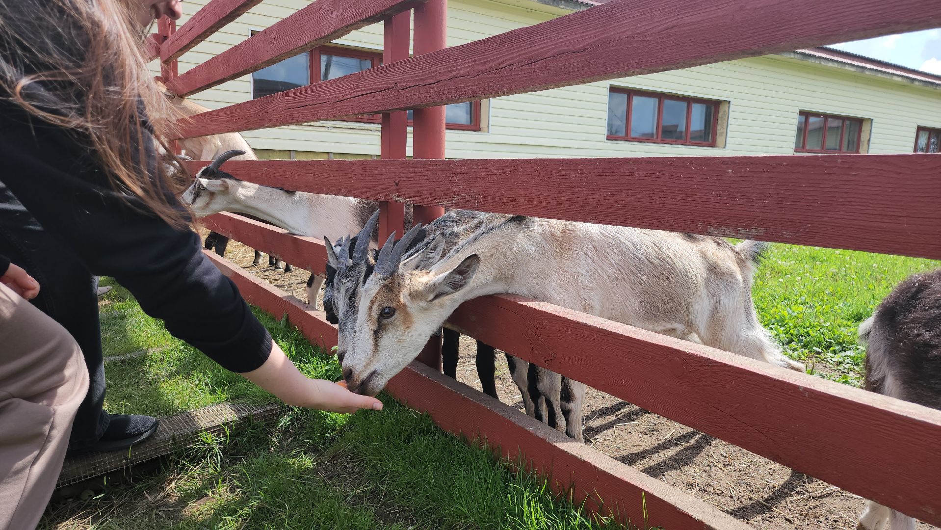 серпухов, подмосковье, козы, ферма, туризм, сельское хозяйство,