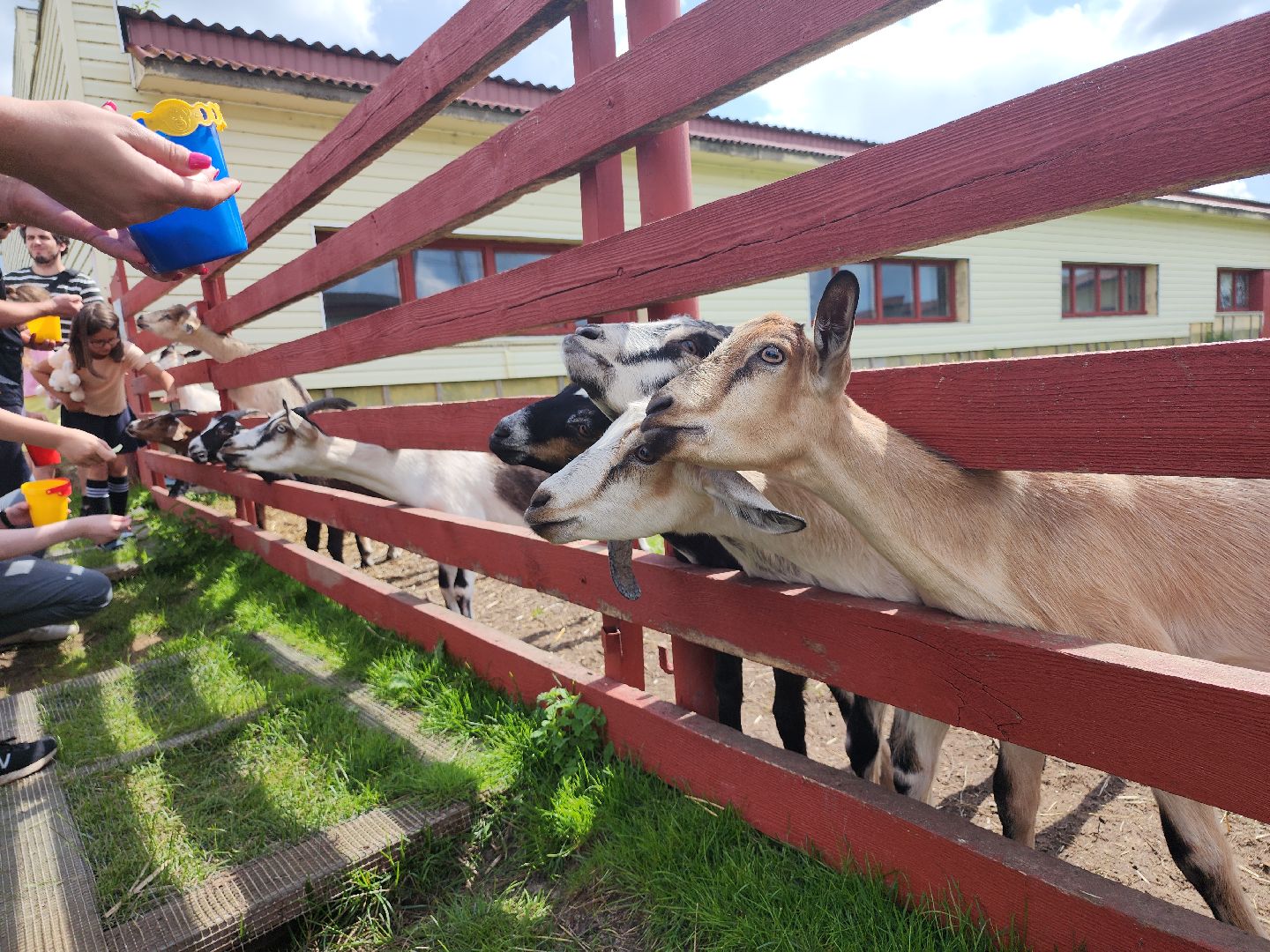 серпухов, подмосковье, козы, ферма, туризм, сельское хозяйство,