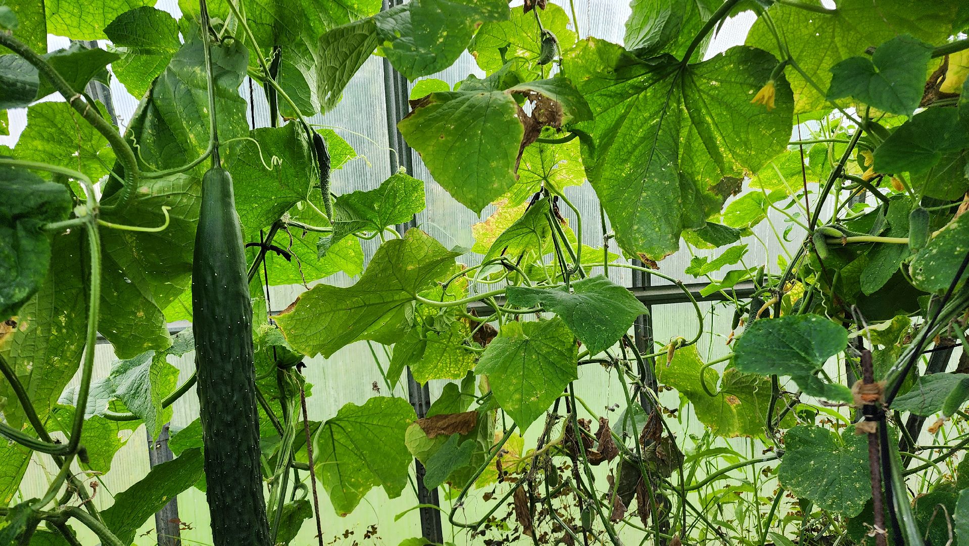 Огурец, Огурец-гигант, Домодедово, Огород, Подмосковье,