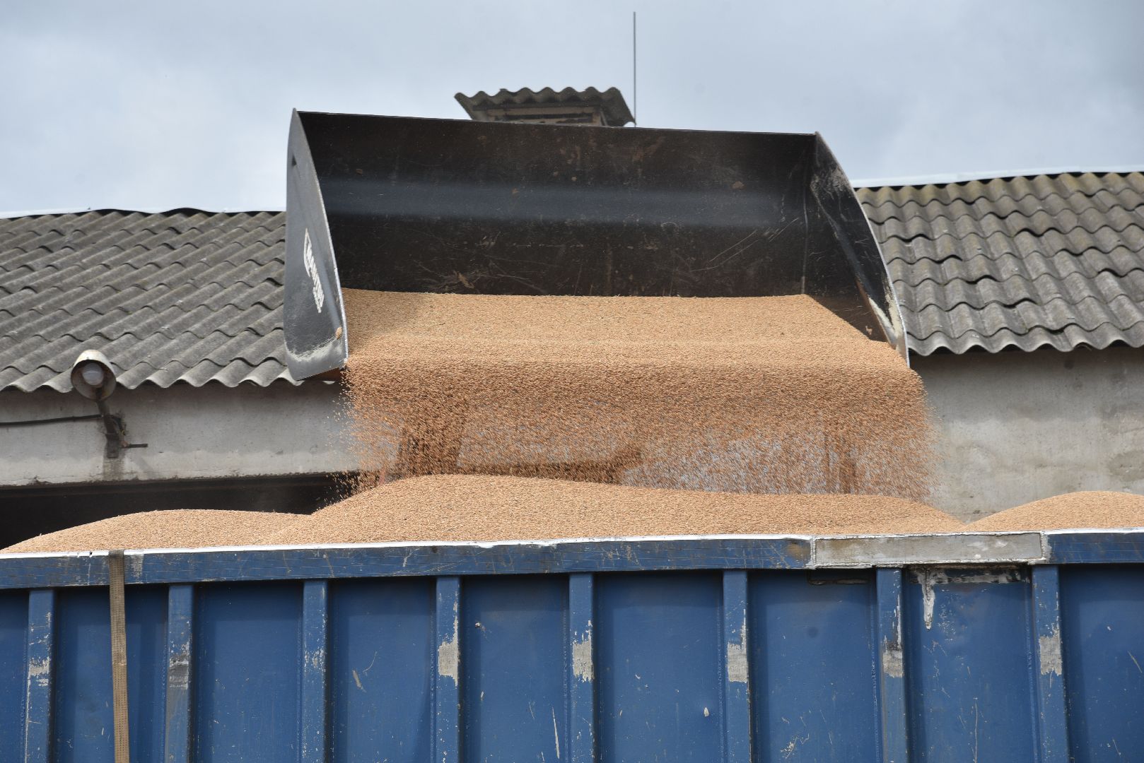 лотошино, ушаково, сельское хозяйство, агрокомплекс, зерно,