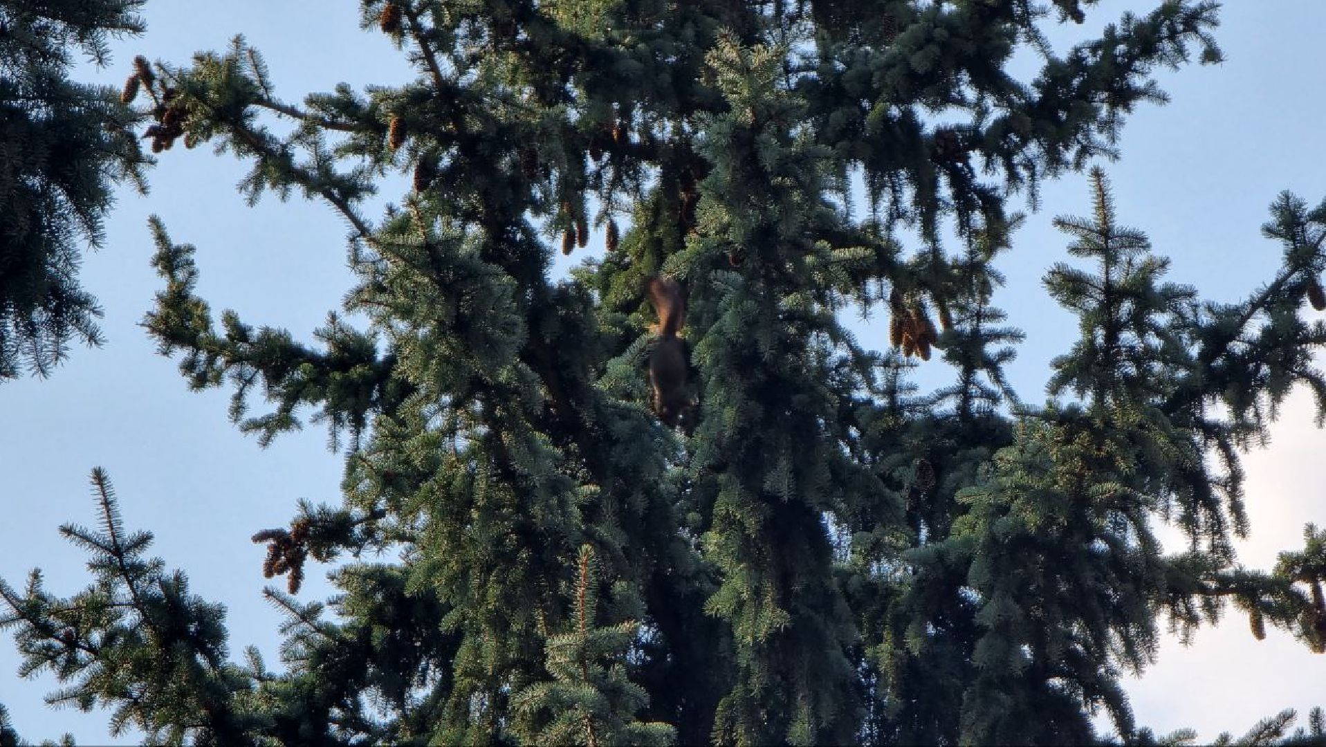 Природа, белки, сквер Победы, Дзержинский, скворцы прилетели