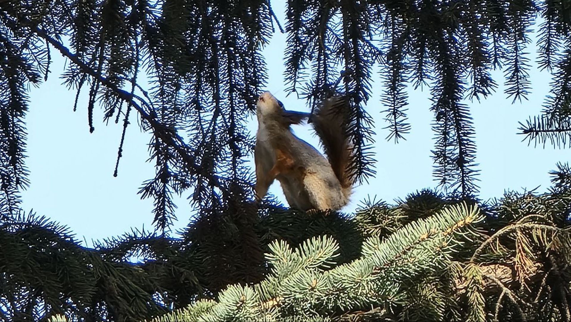 Природа, белки, сквер Победы, Дзержинский, скворцы прилетели
