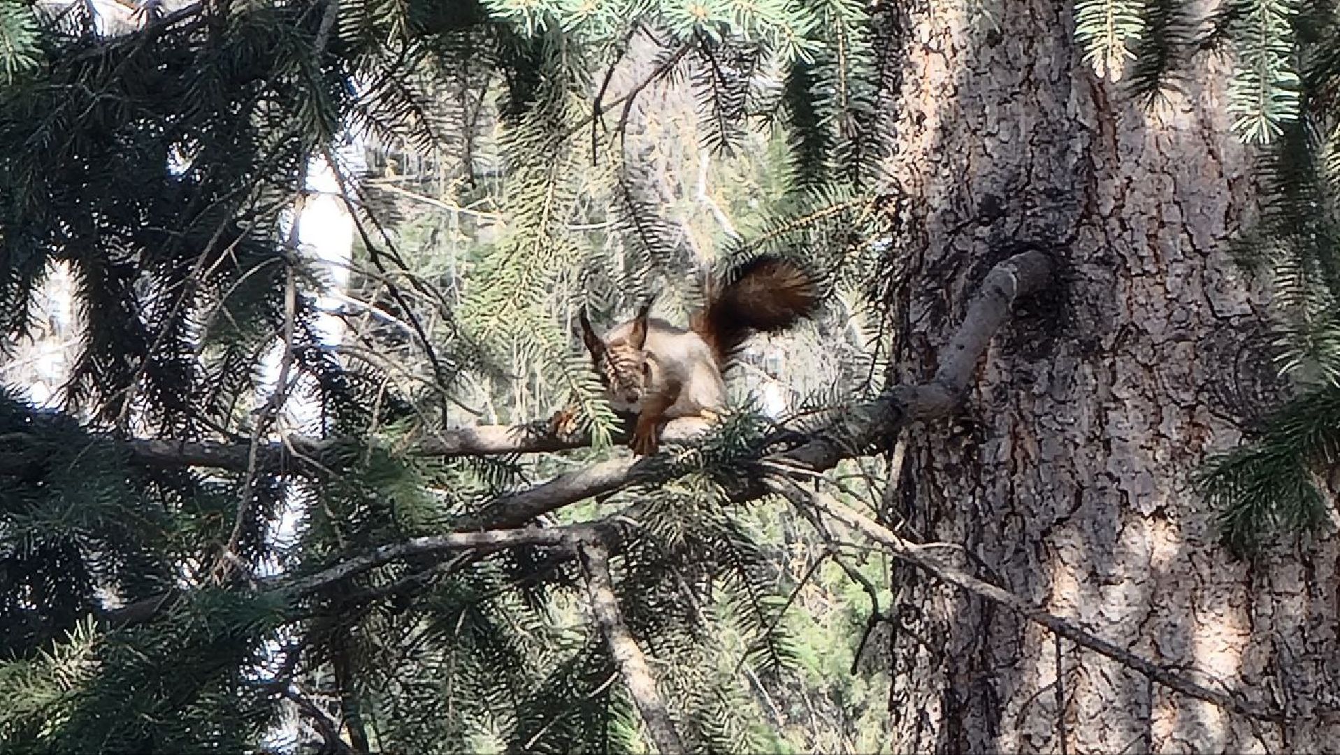 Природа, белки, сквер Победы, Дзержинский, скворцы прилетели