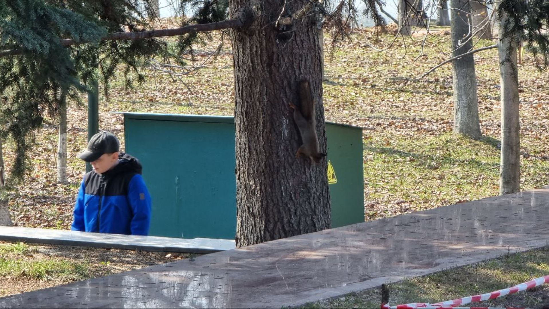 Природа, белки, сквер Победы, Дзержинский, скворцы прилетели