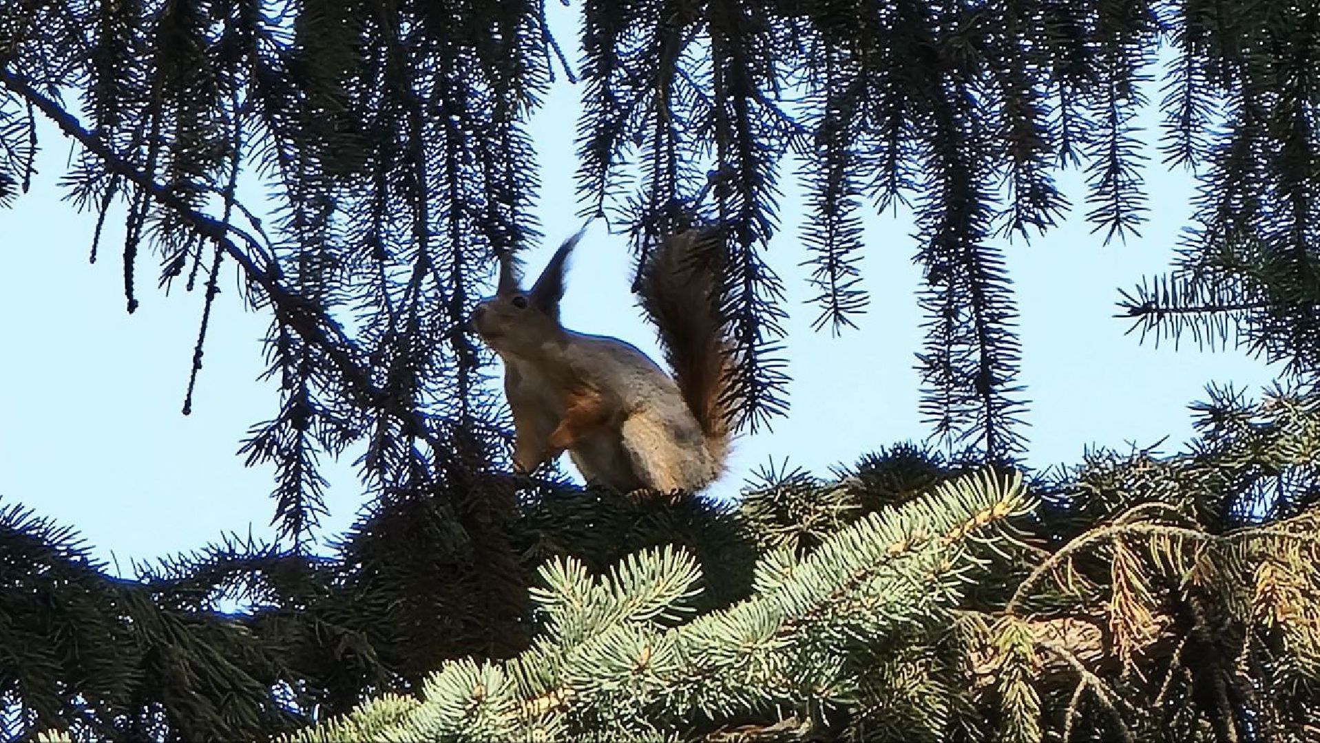 Природа, белки, сквер Победы, Дзержинский, скворцы прилетели