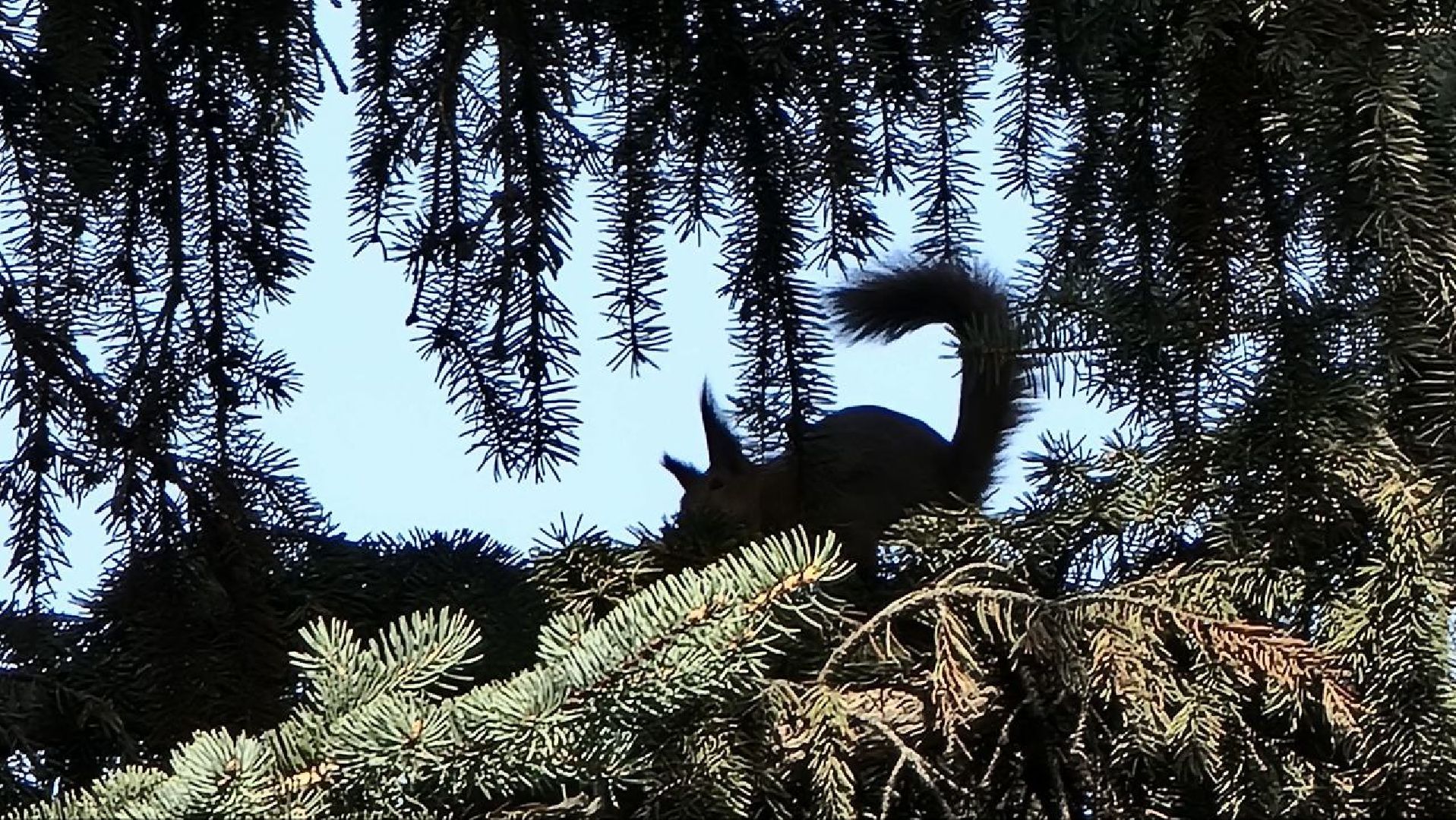 Природа, белки, сквер Победы, Дзержинский, скворцы прилетели