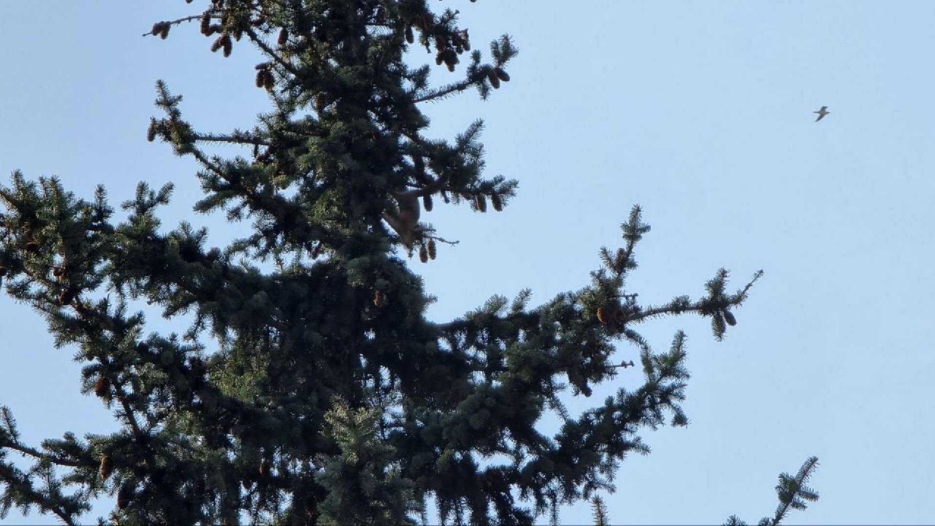 Природа, белки, сквер Победы, Дзержинский, скворцы прилетели