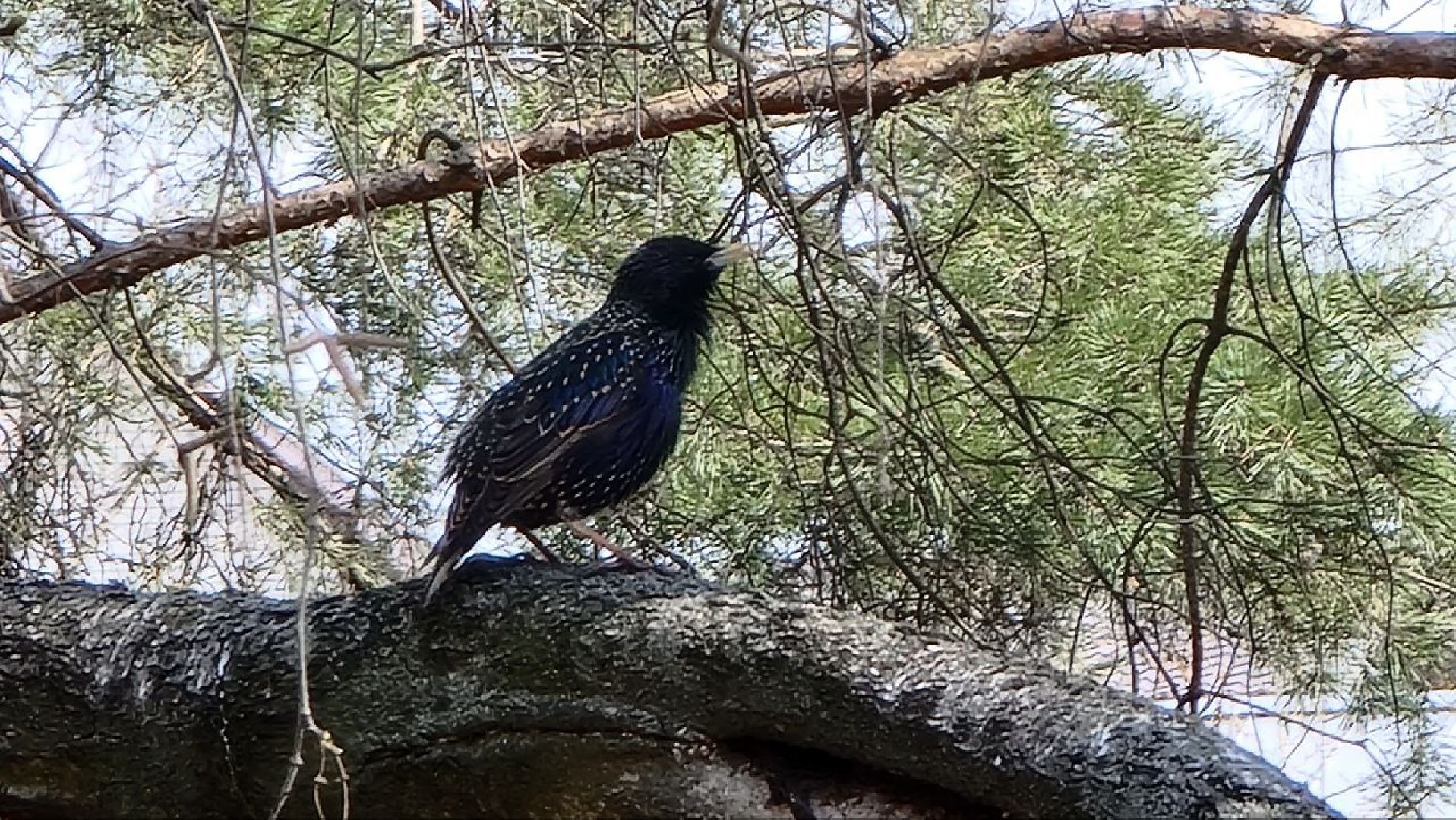 Природа, белки, сквер Победы, Дзержинский, скворцы прилетели