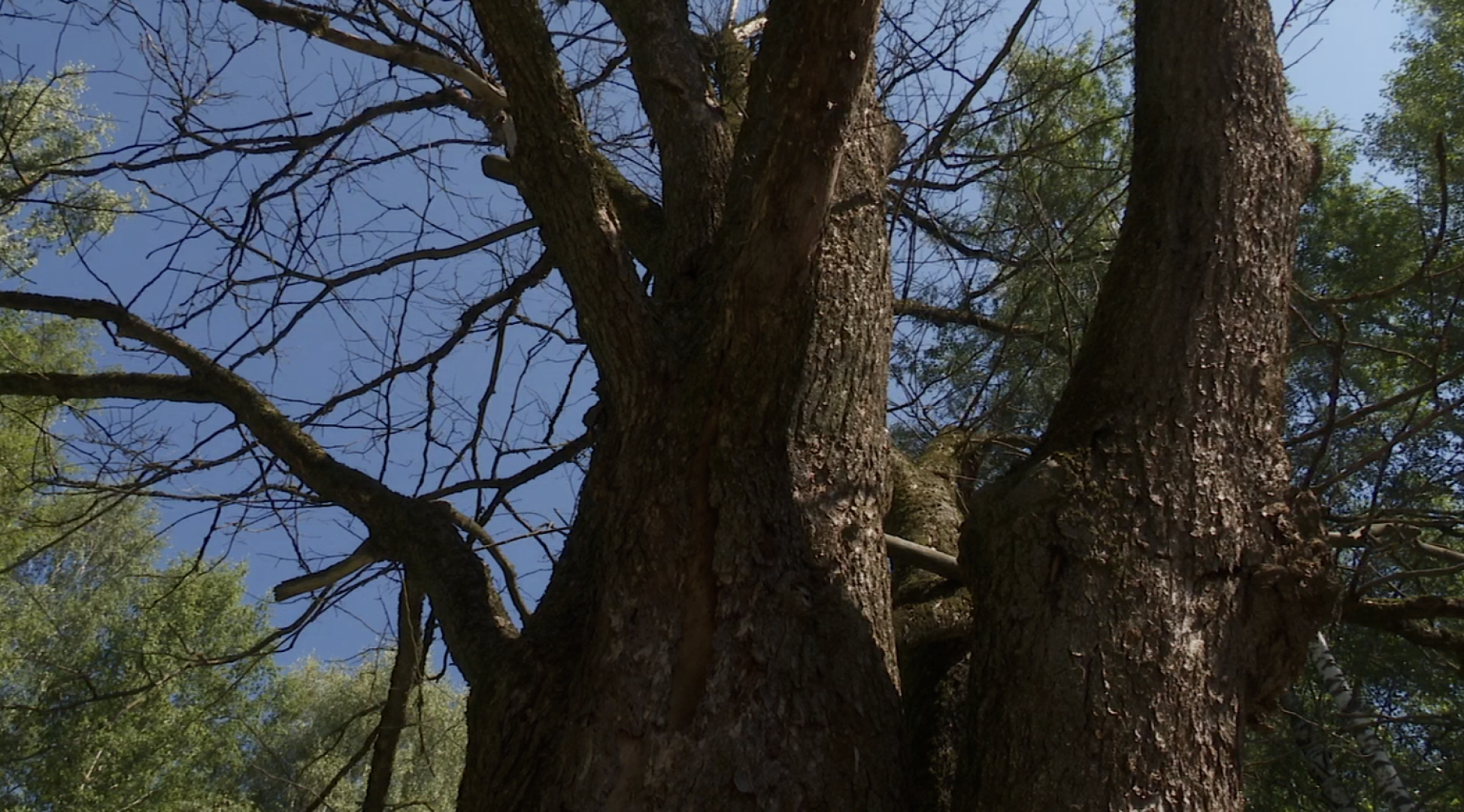 Клин, общество, ЖКХ, благоустройство, опиловка деревьев,