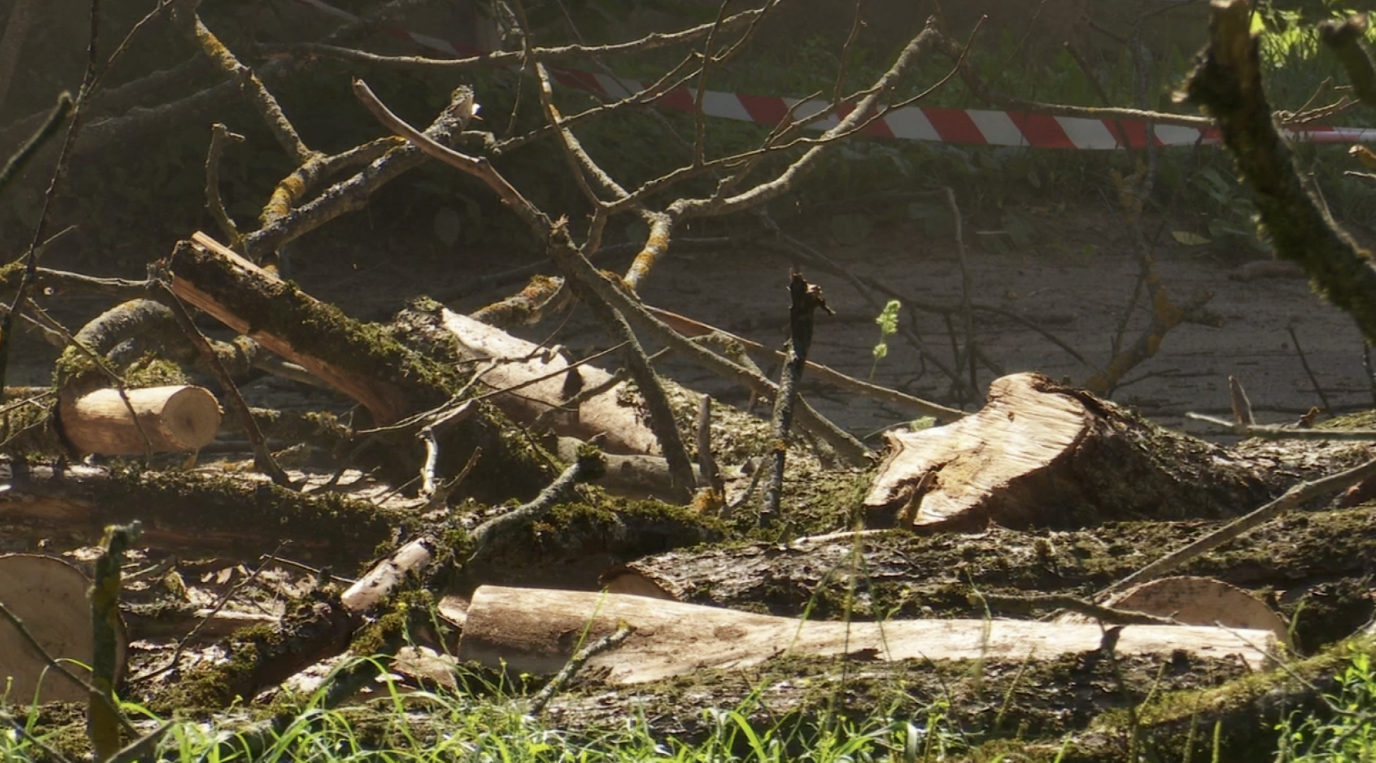 Клин, общество, ЖКХ, благоустройство, опиловка деревьев,