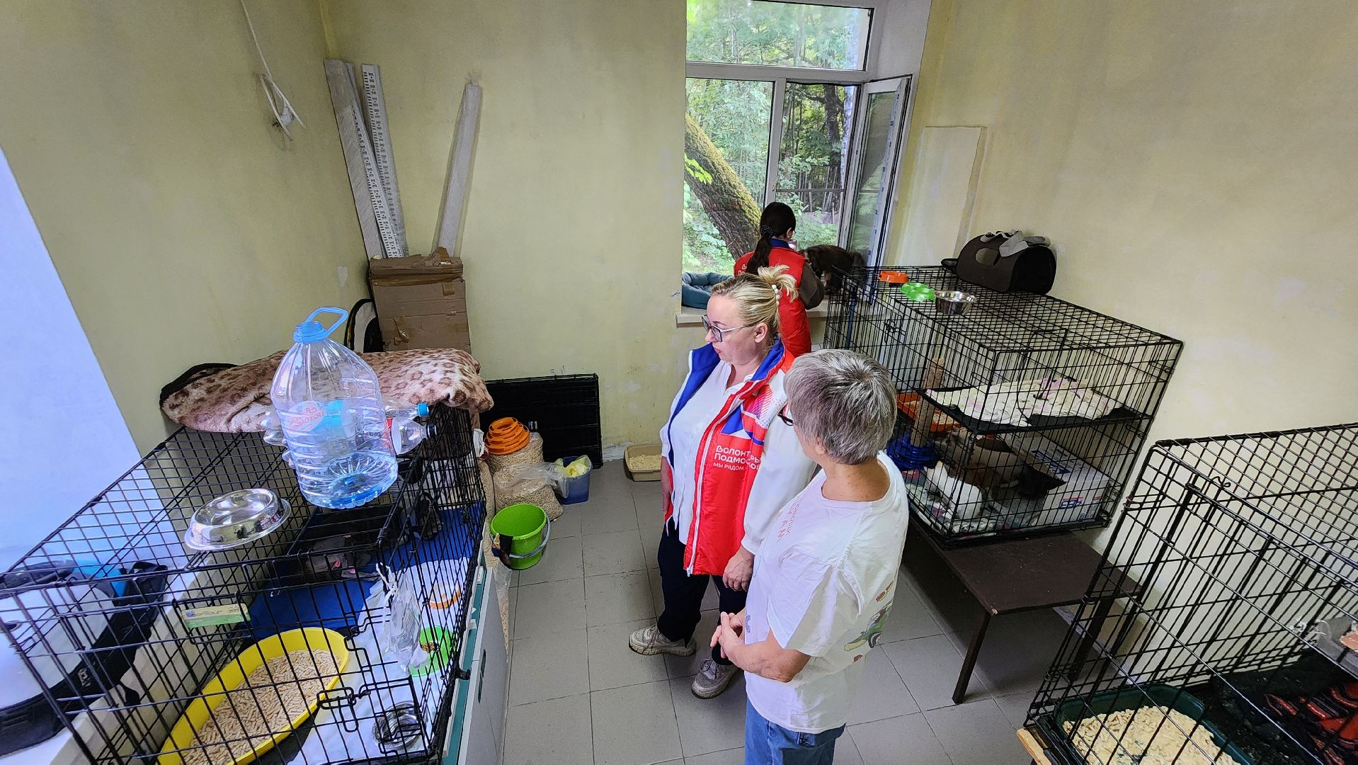 Котобус, Кошки, Кошачий приют, Протвино, Волонтеры,