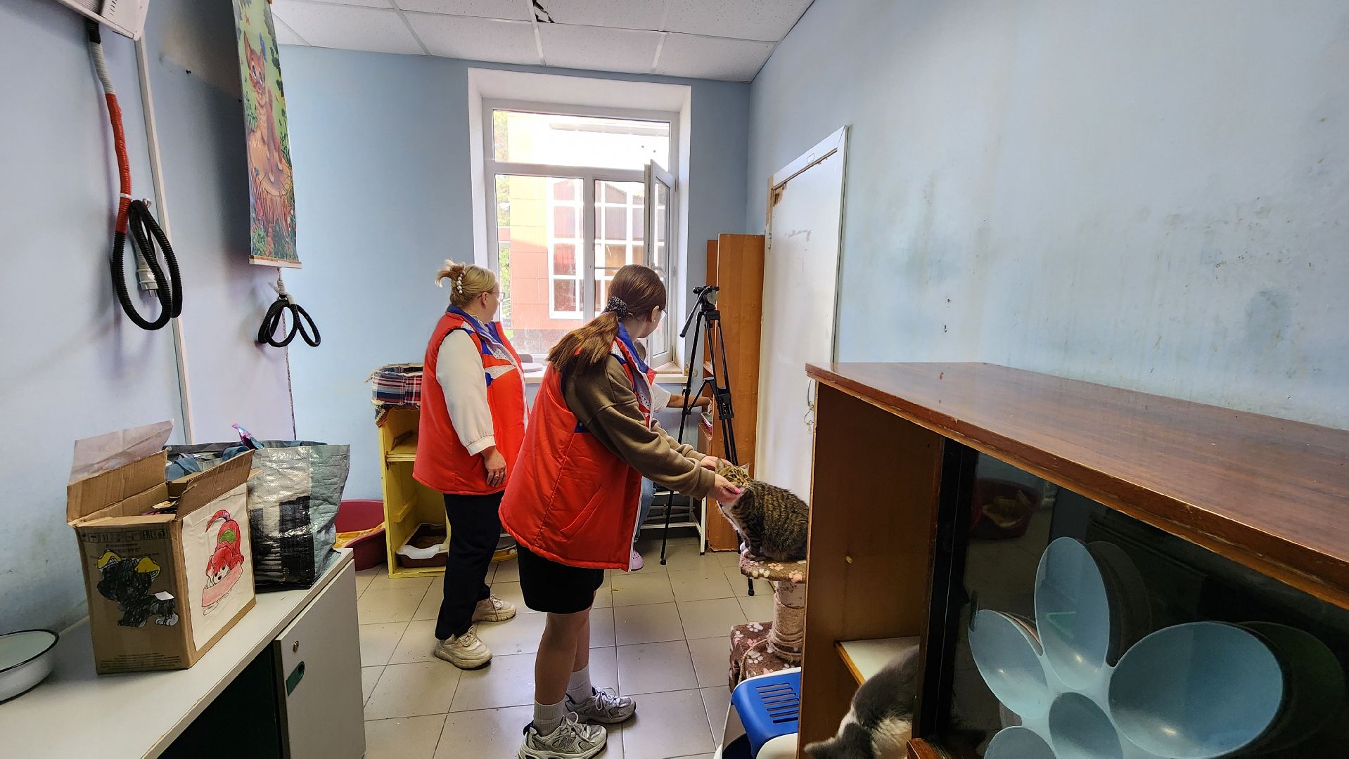 Котобус, Кошки, Кошачий приют, Протвино, Волонтеры,