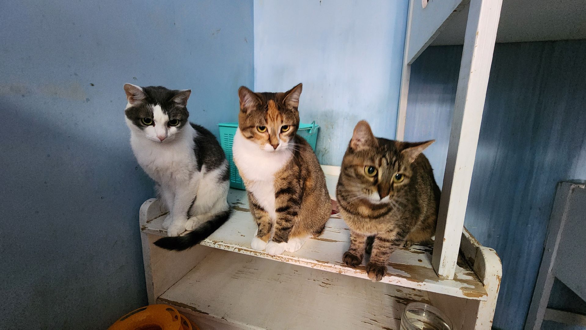 Котобус, Кошки, Кошачий приют, Протвино, Волонтеры,