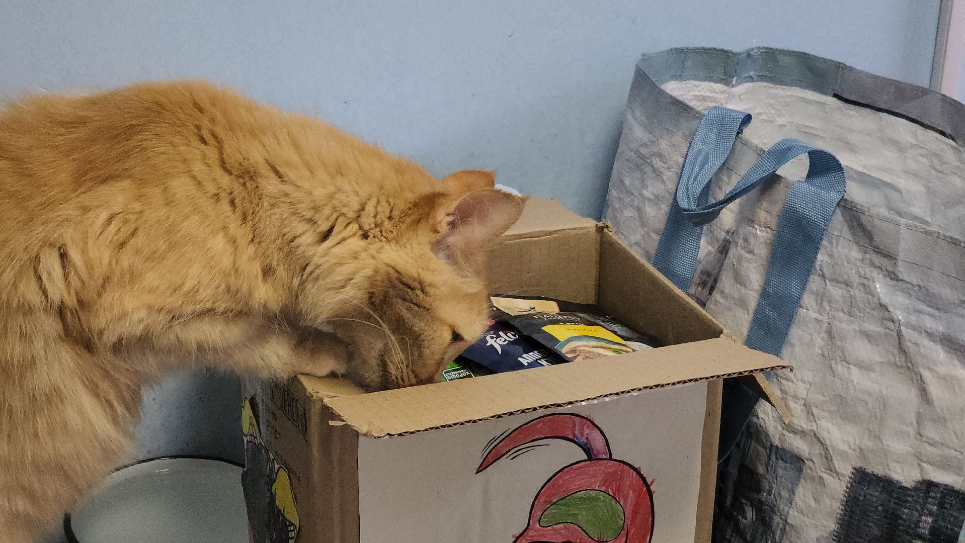 Котобус, Кошки, Кошачий приют, Протвино, Волонтеры,