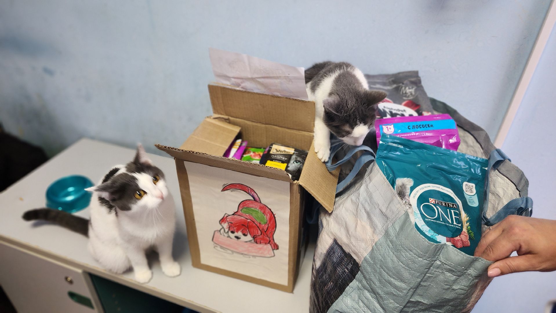 Котобус, Кошки, Кошачий приют, Протвино, Волонтеры,